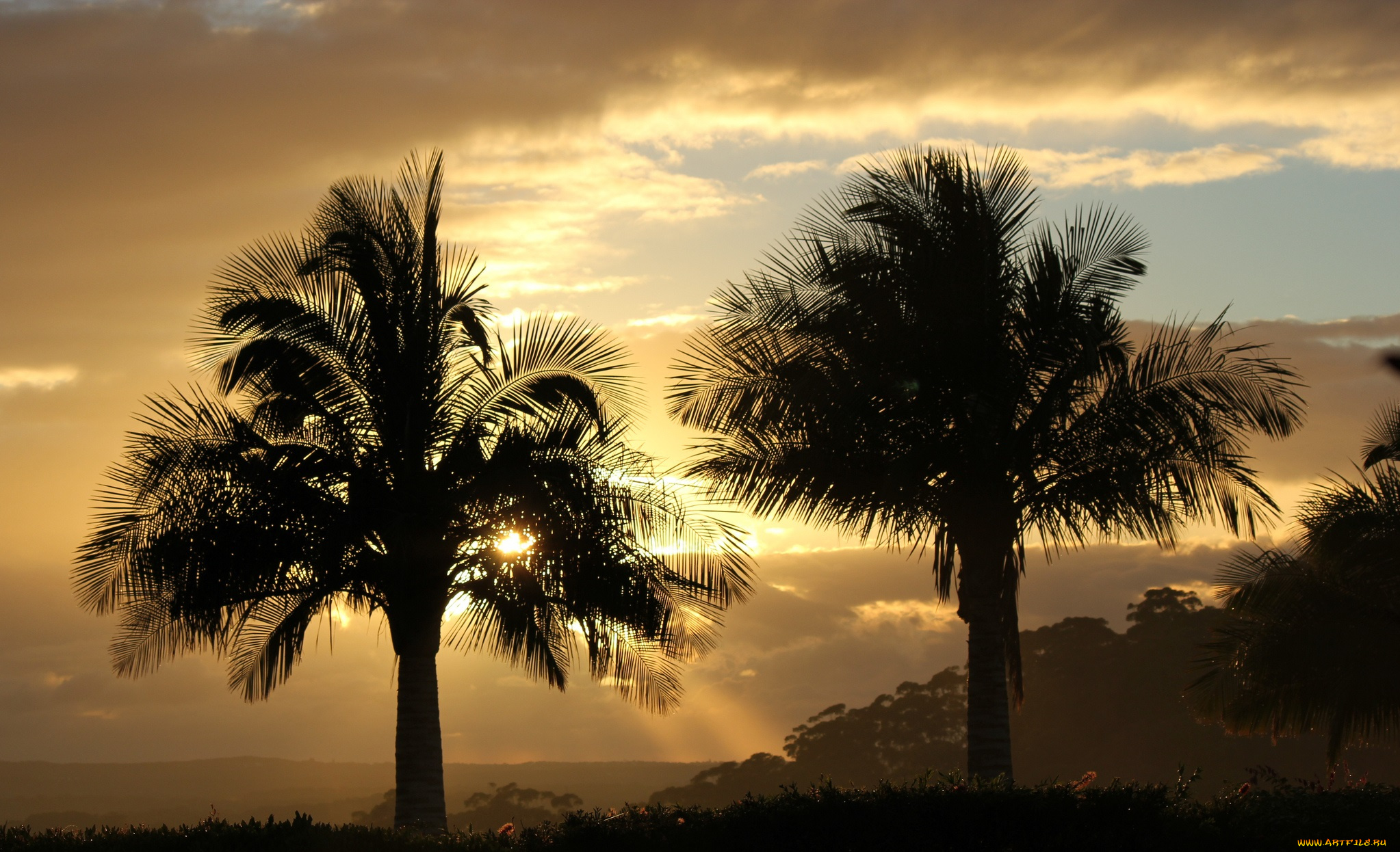 природа, тропики, сумрак, тучи, пальмы, вечер