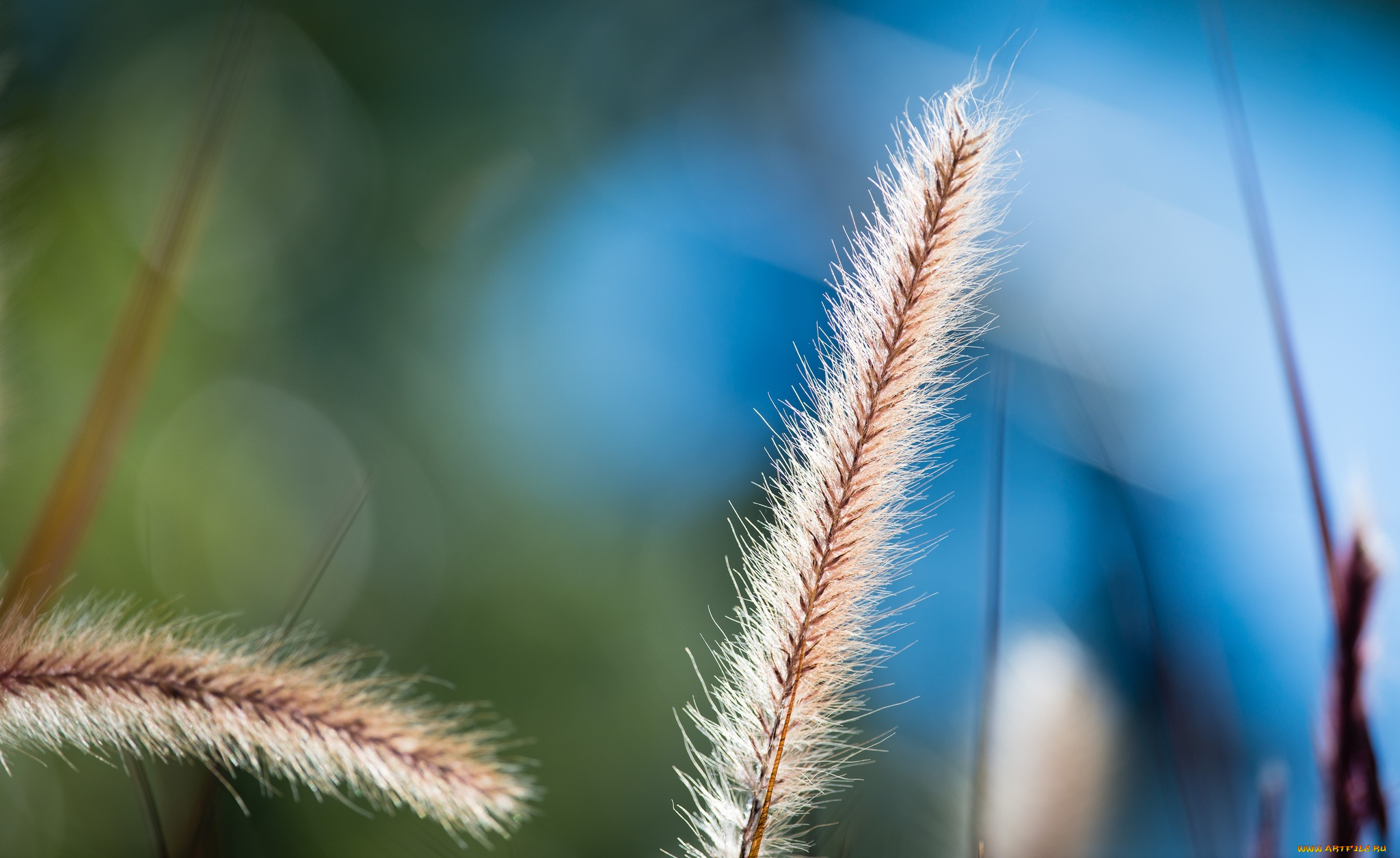 природа, макро, трава, колосок