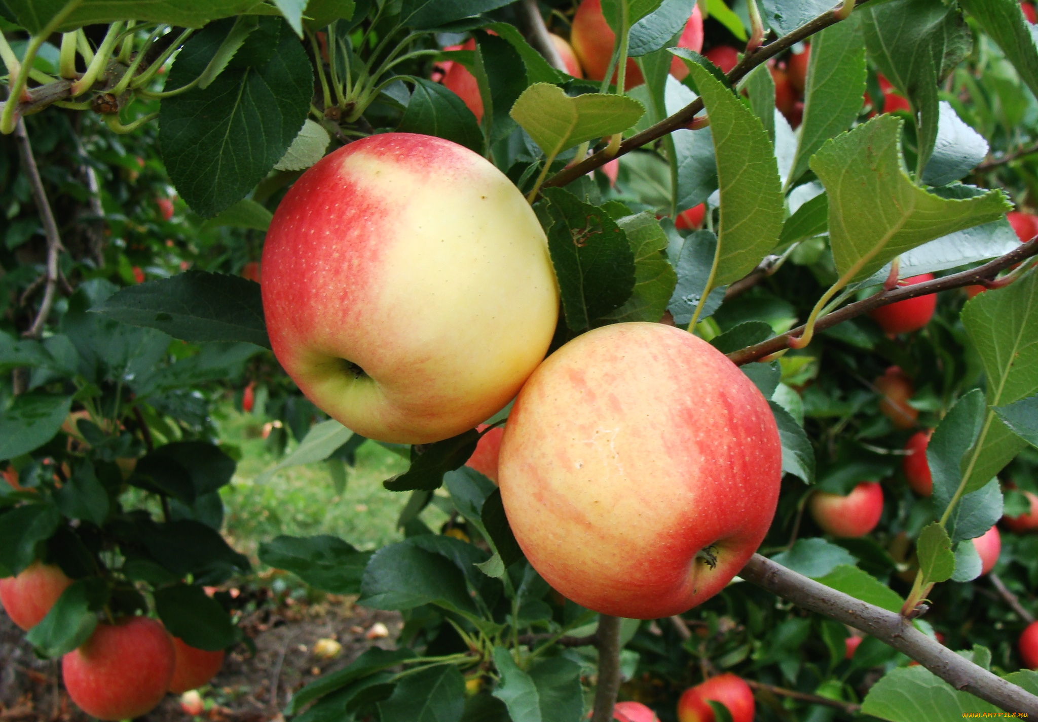 природа, плоды, яблоки