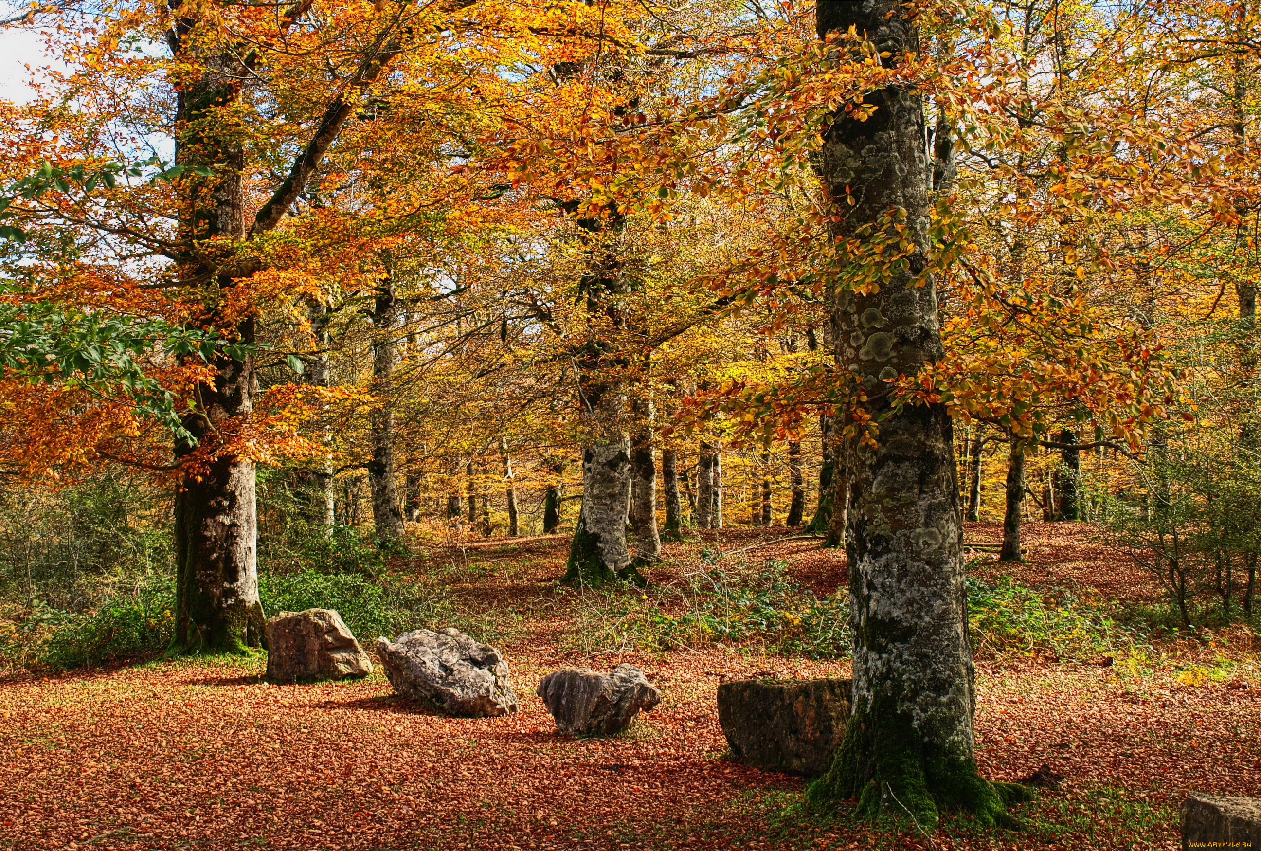 испания, наварра, природа, парк, листва, деревья