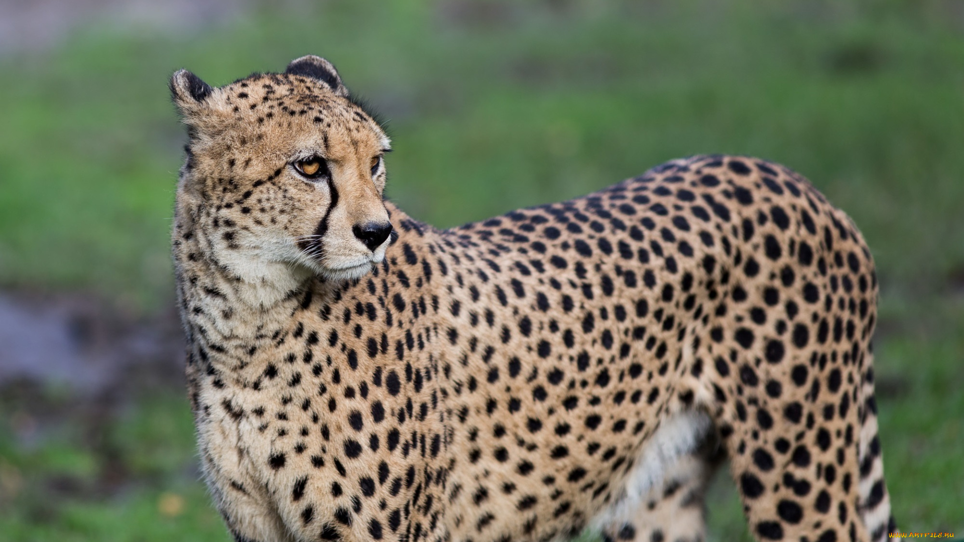 животные, гепарды, пятна, морда, кошка, хищник, грация