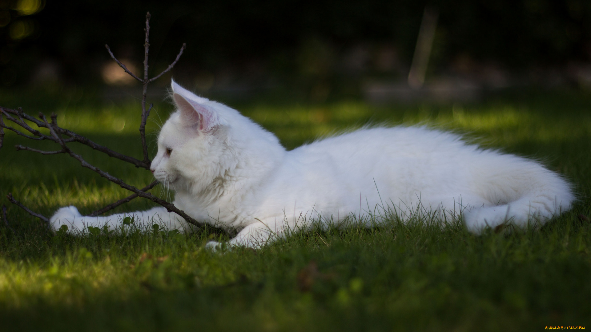 животные, коты, игра, трава, белый, кот