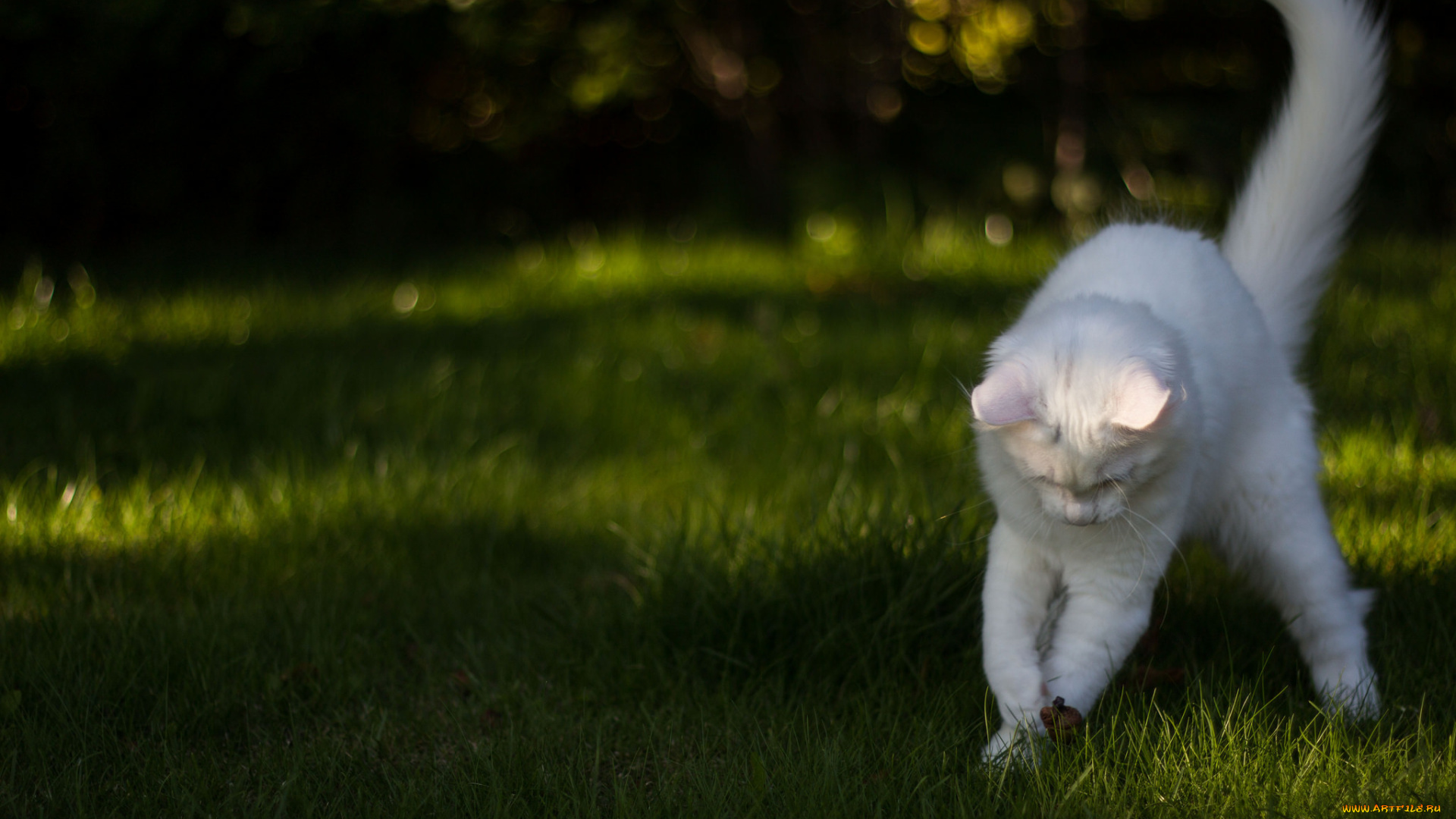 животные, коты, игра, трава, кот, коте, белый