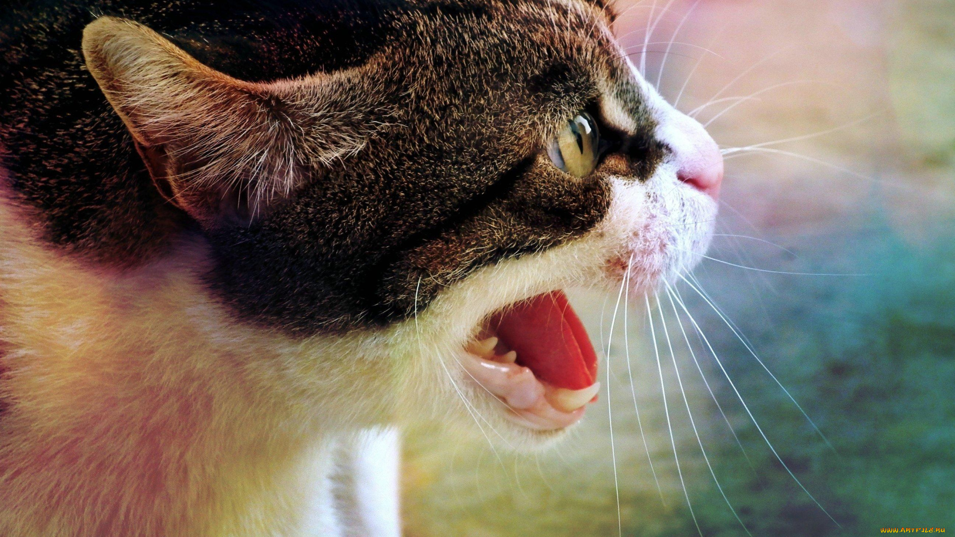 животные, коты, пасть, оскал, кот, зубы, усы