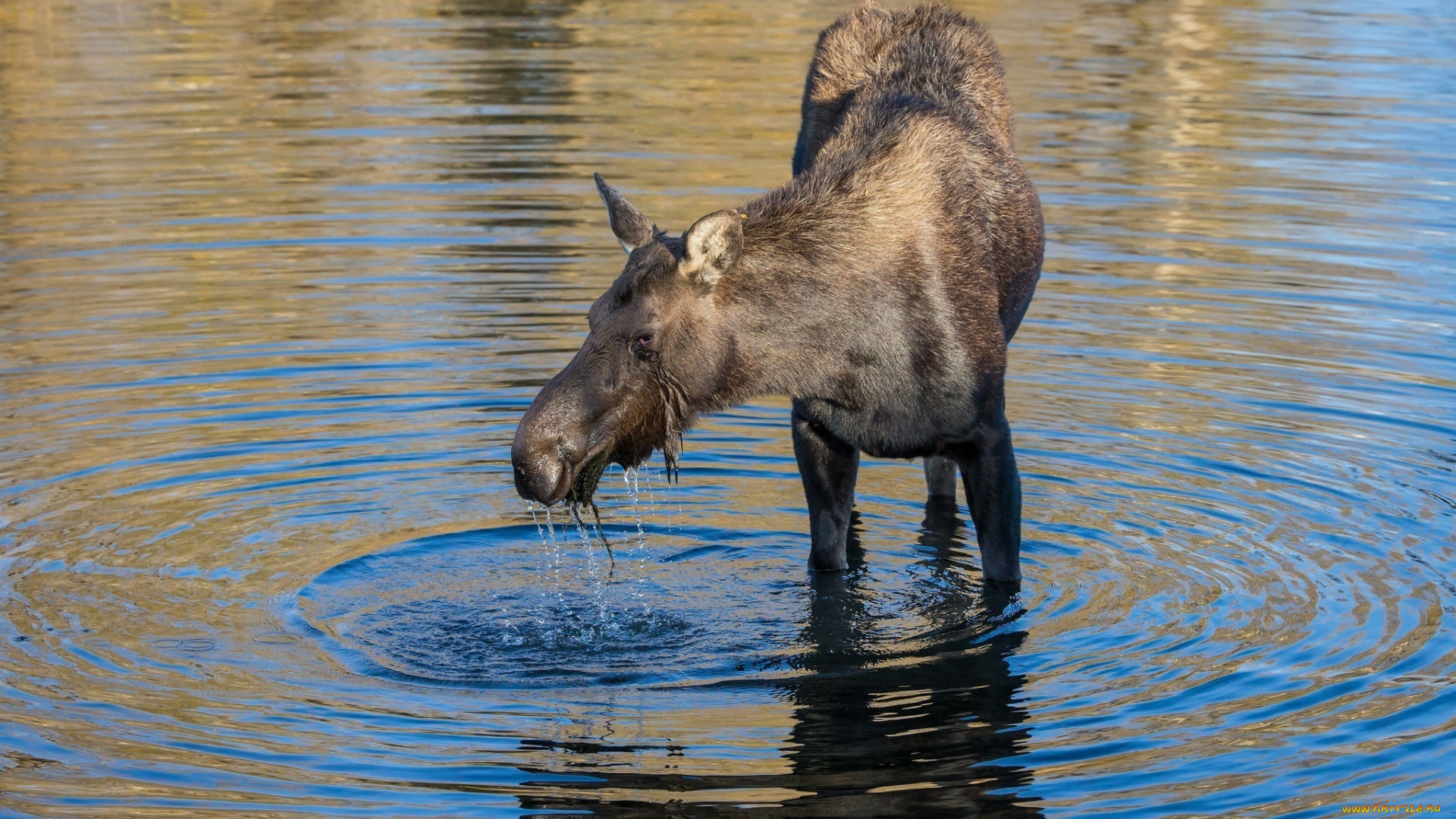 животные, лоси, лосиха, морда, вода, водоем, рябь
