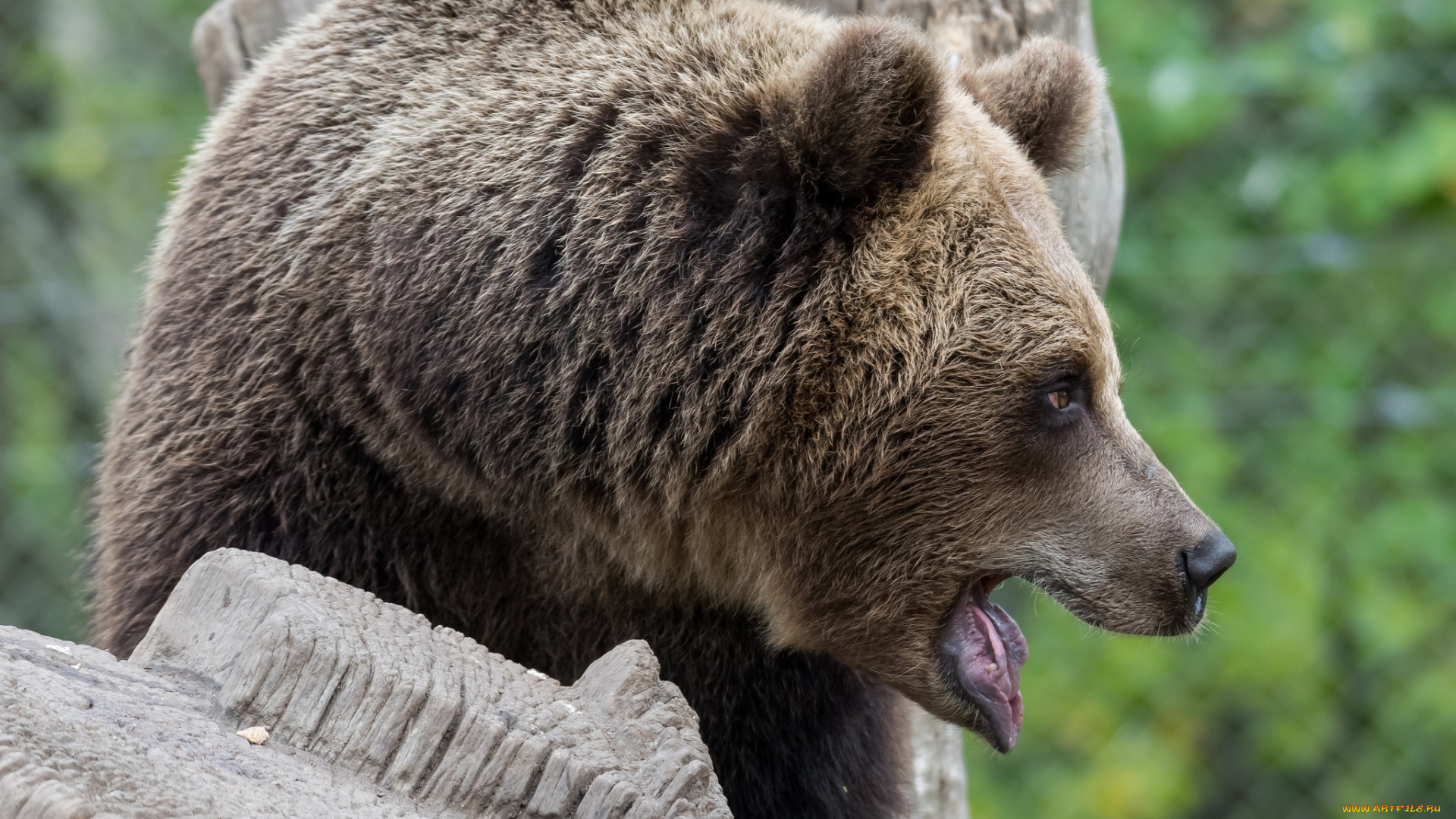 животные, медведи, бурый, морда, профиль, пасть