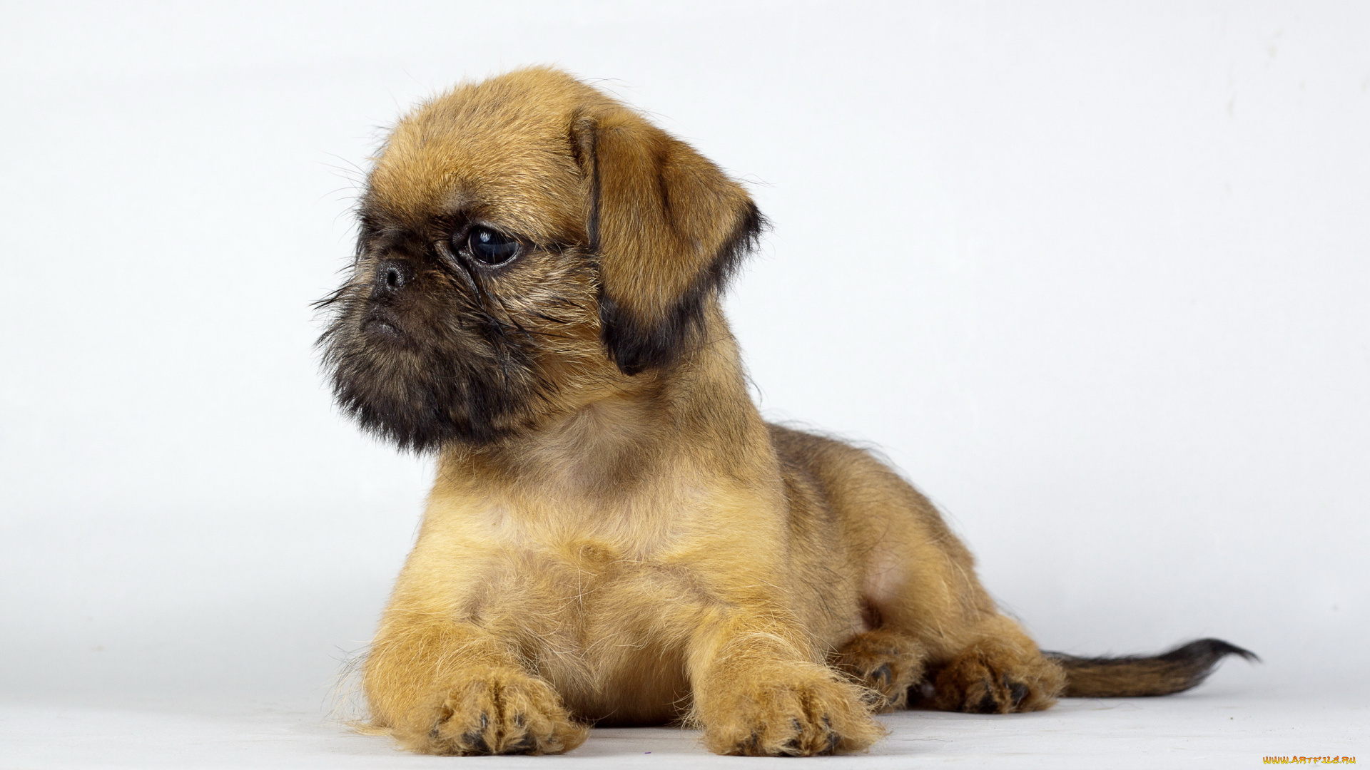 животные, собаки, щенок, фон