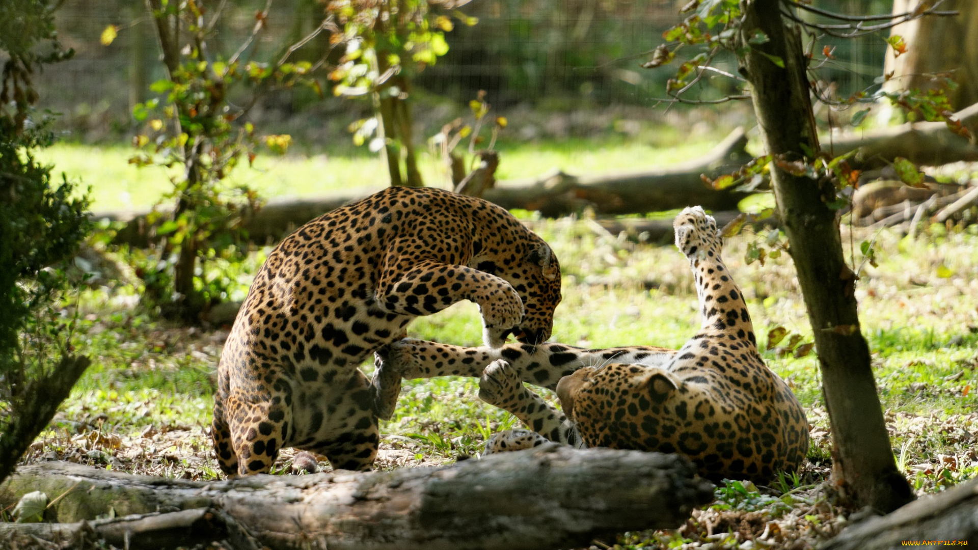 животные, Ягуары, пара, кошки, зоопарк, игра, драка