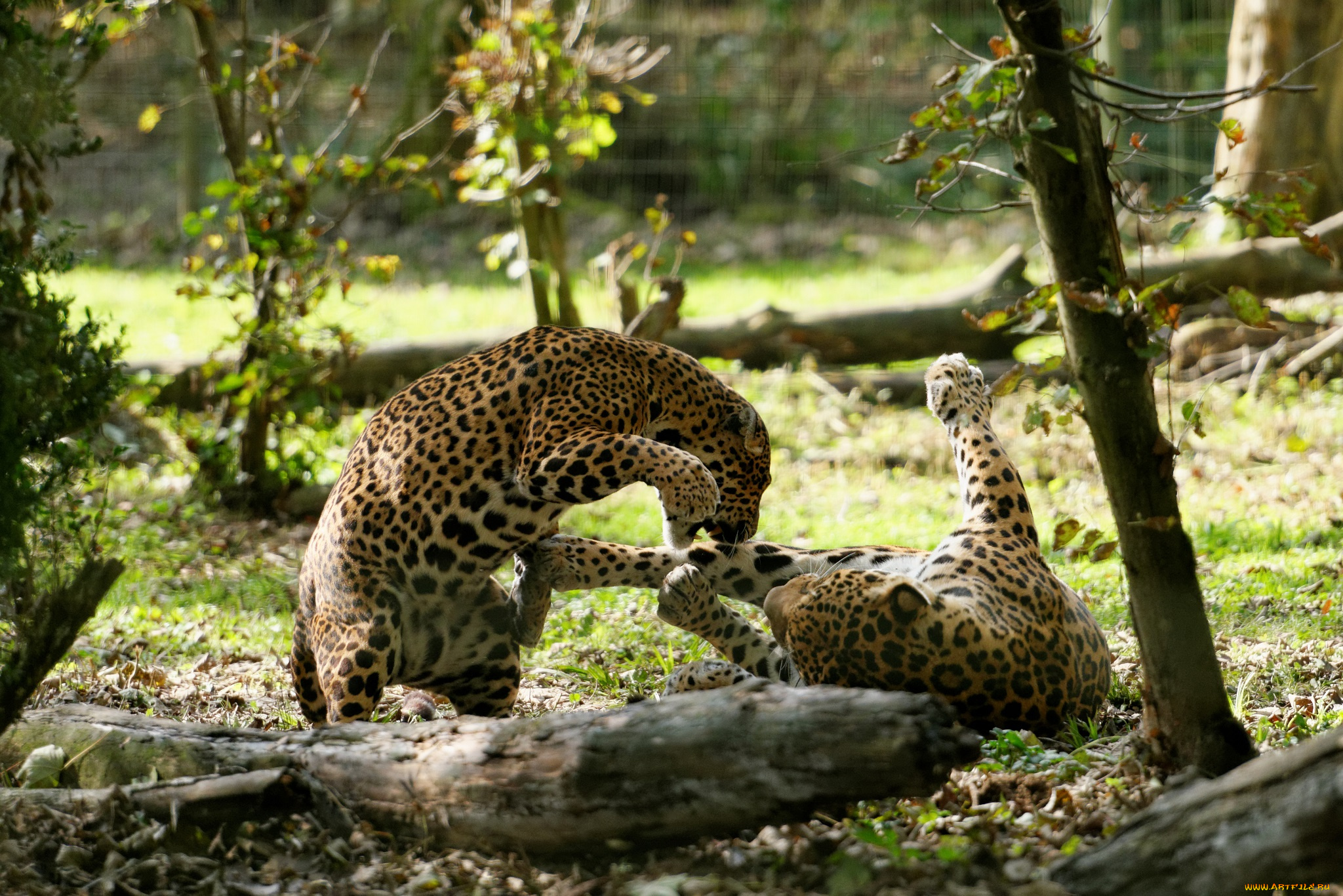 животные, Ягуары, пара, кошки, зоопарк, игра, драка