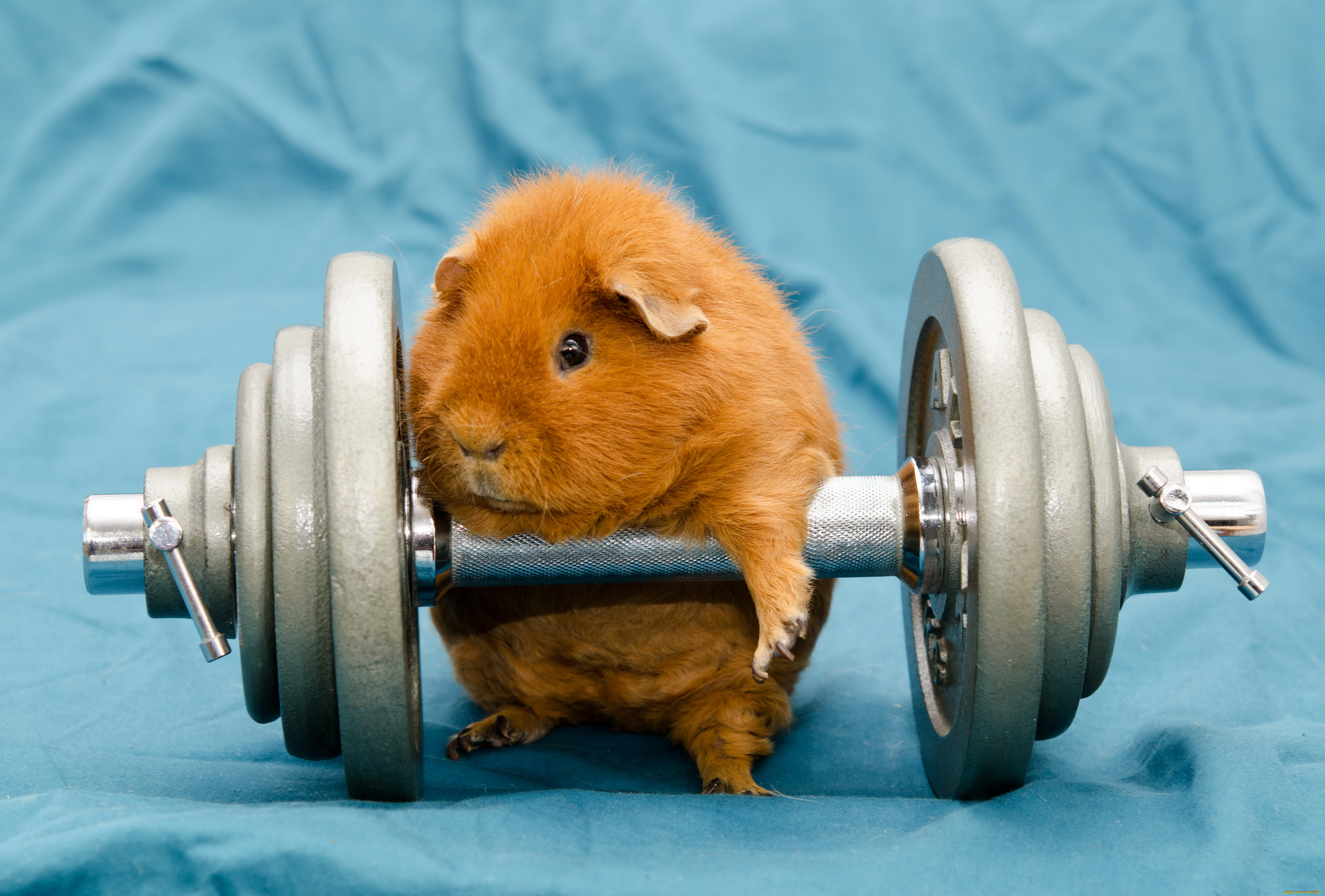 животные, морские, свинки, , хомяки, свинка, морская, штанга, спорт