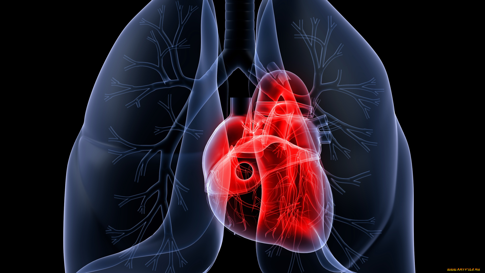 3д, графика, другое, , other, человек, тело, сердце