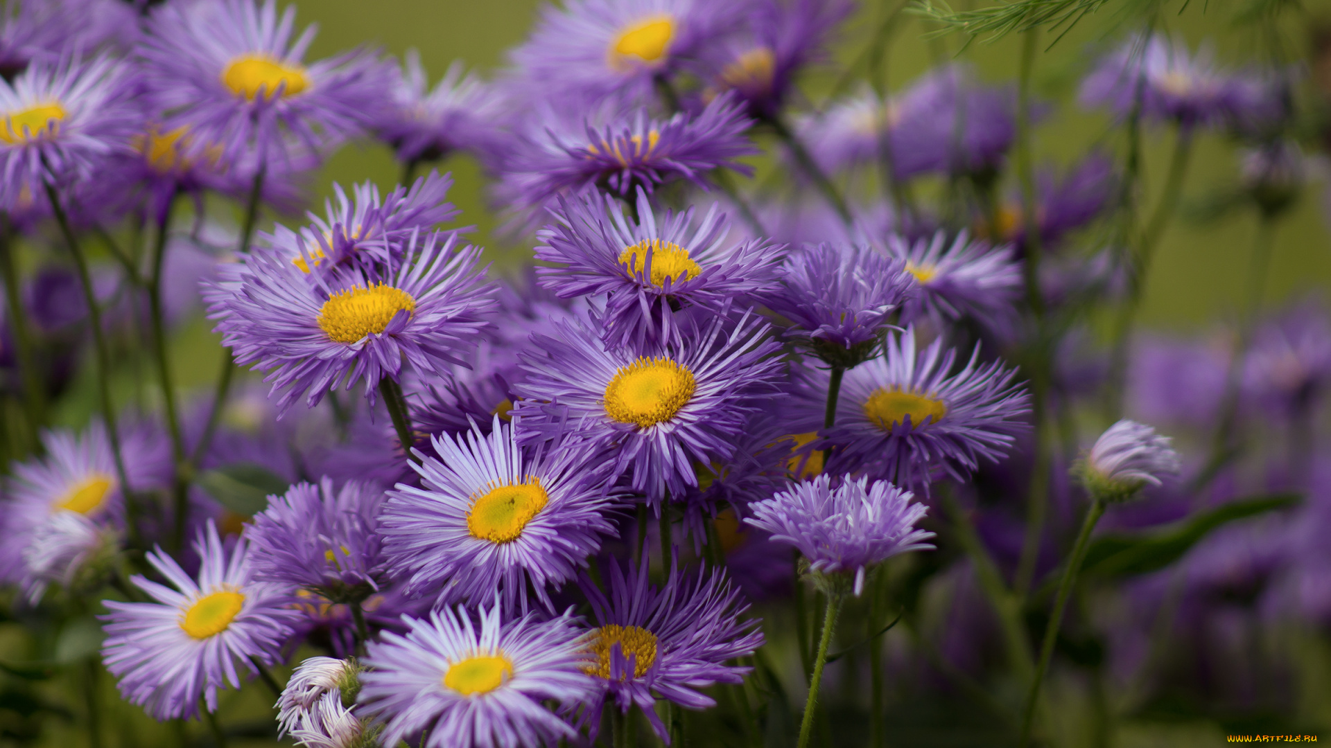 цветы, астры, татарская, сиреневый