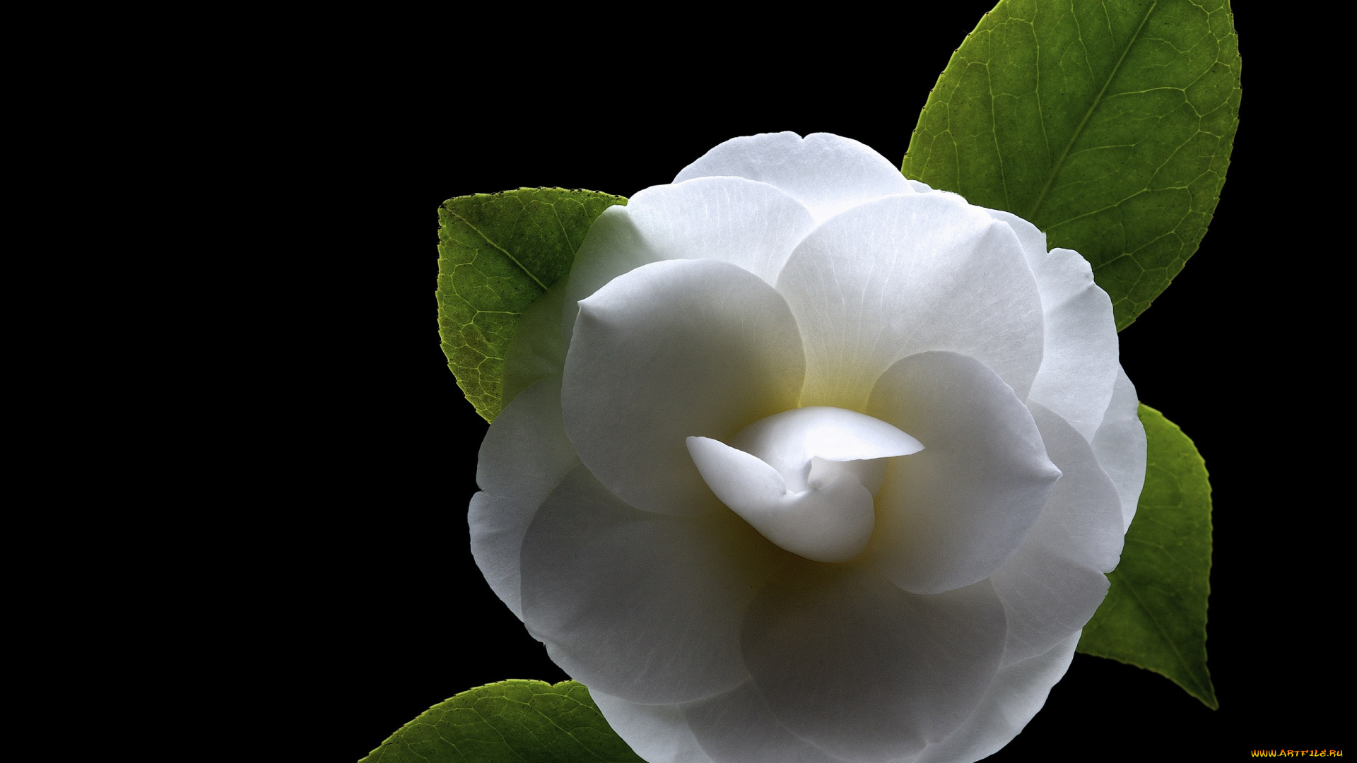 цветы, камелии, фон, черный, камелия, цветок