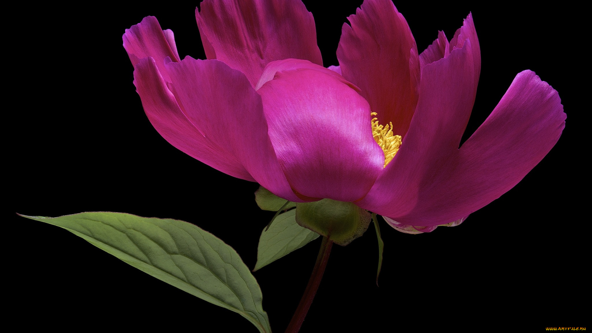 цветы, пионы, черный, пион, цветок, фон