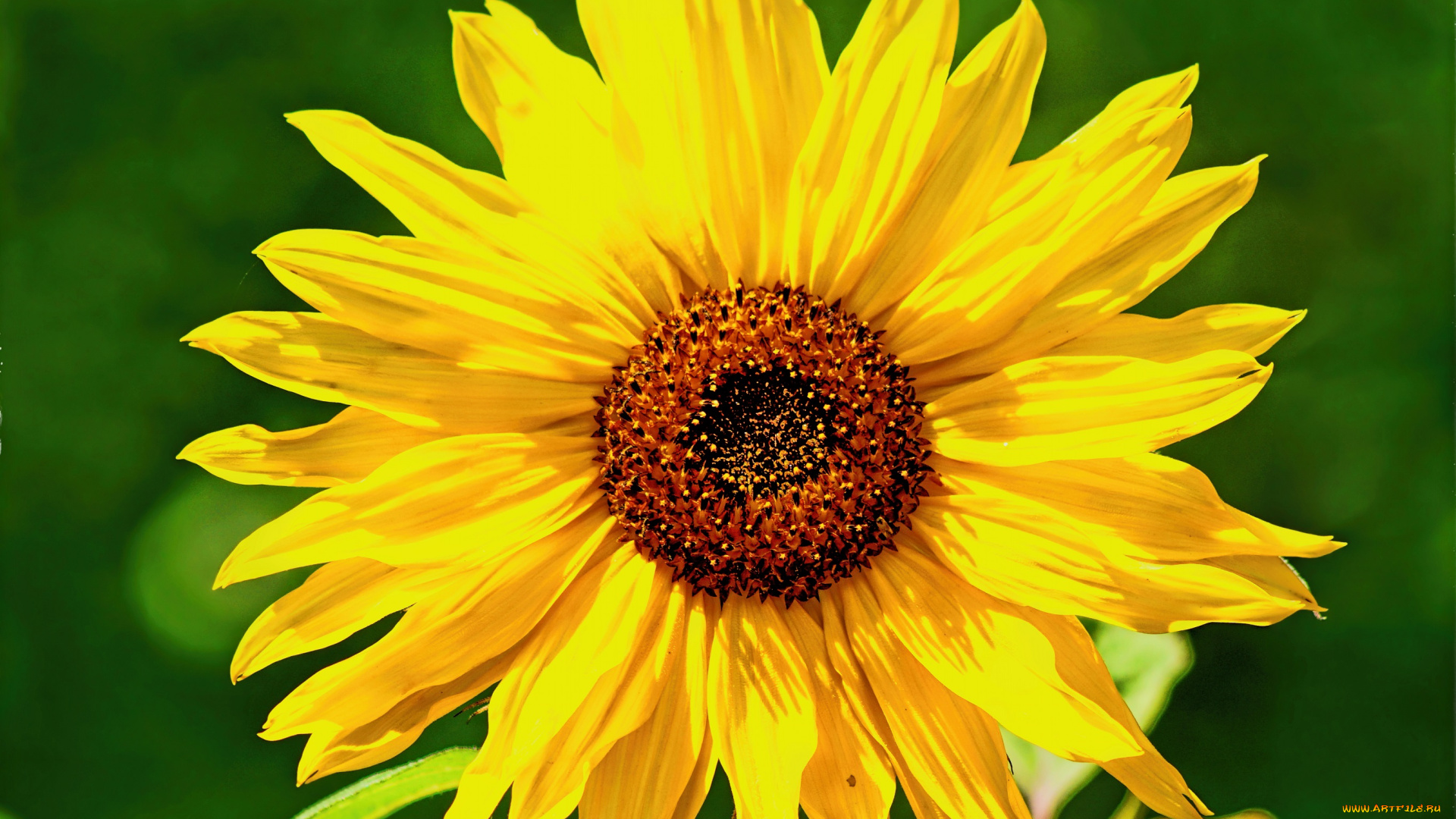 цветы, подсолнухи, подсолнух, фон