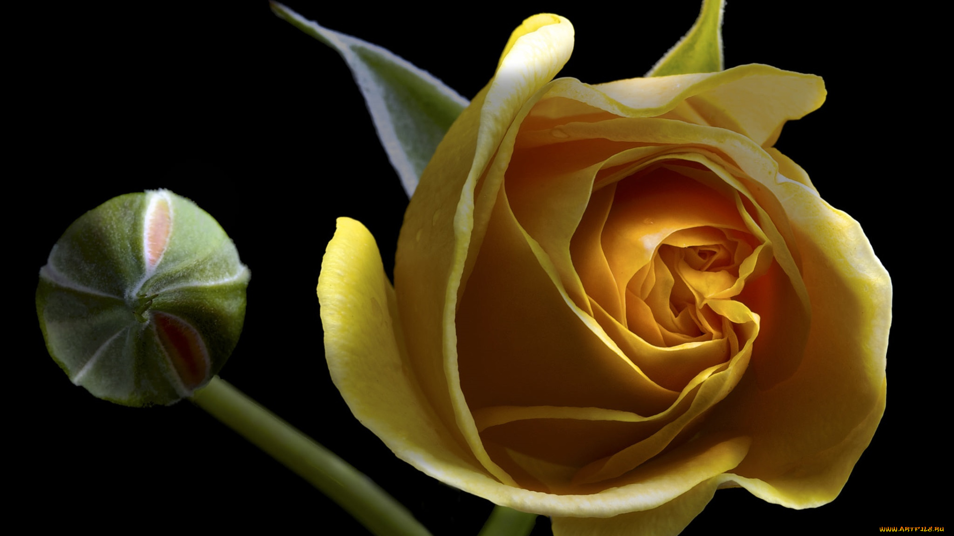 цветы, розы, макро, лепестки, роза, бутон