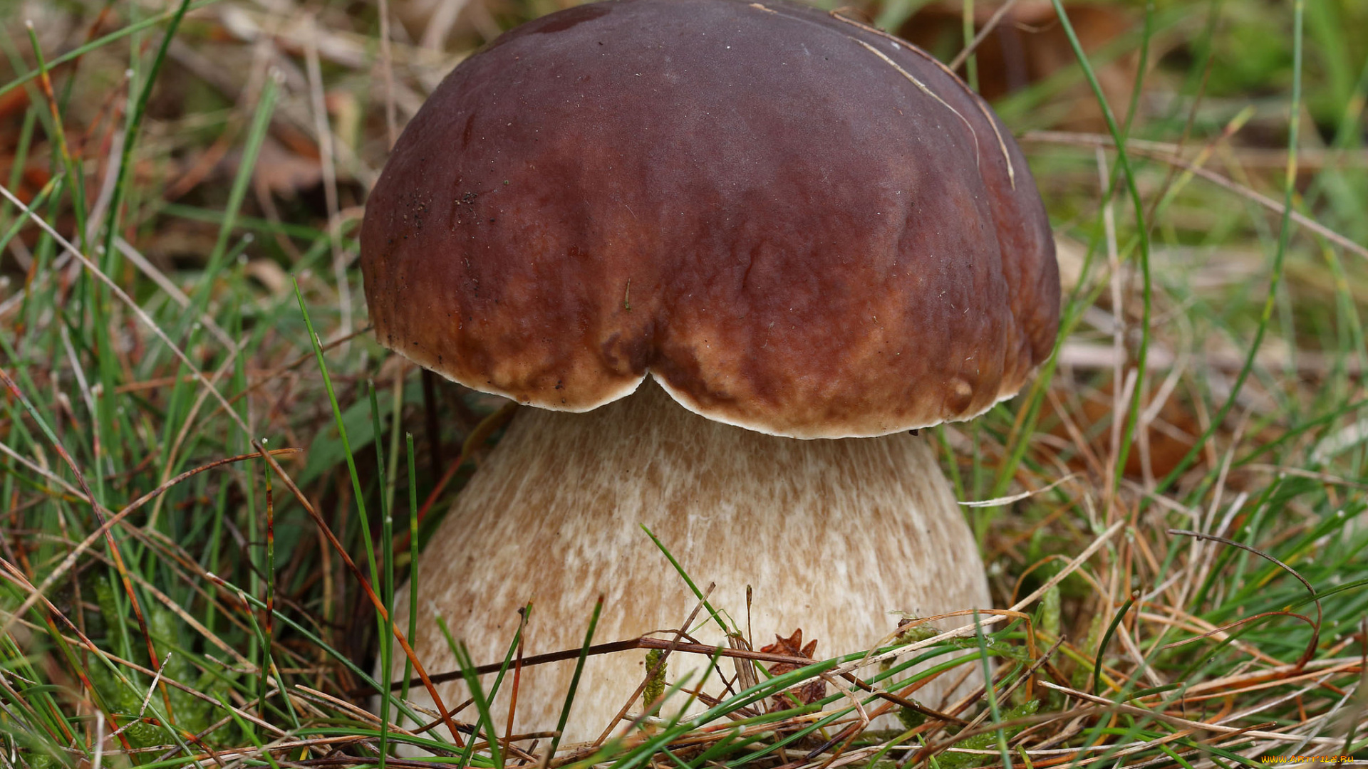 природа, грибы, боровичок