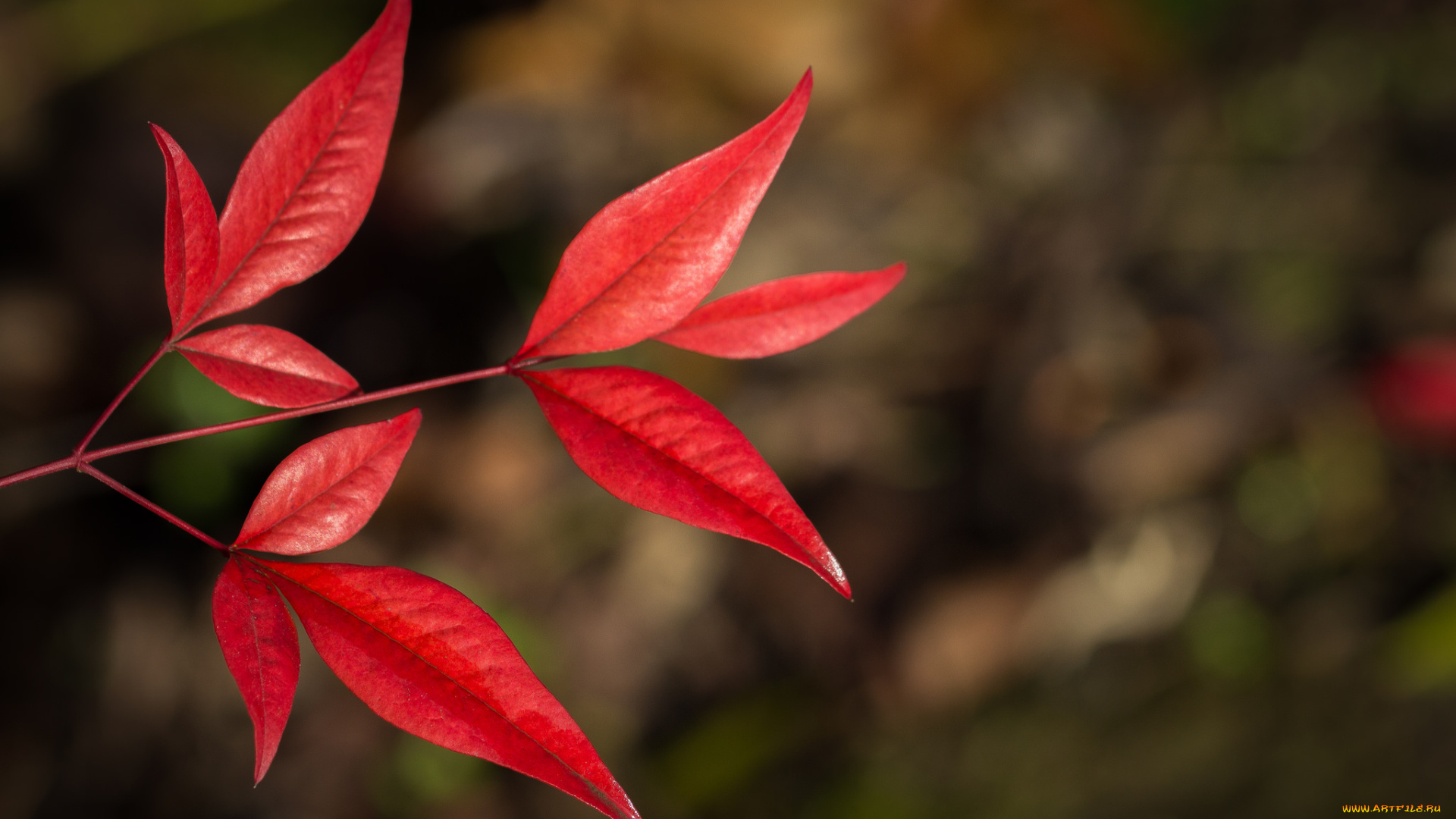 природа, листья, красные, фон