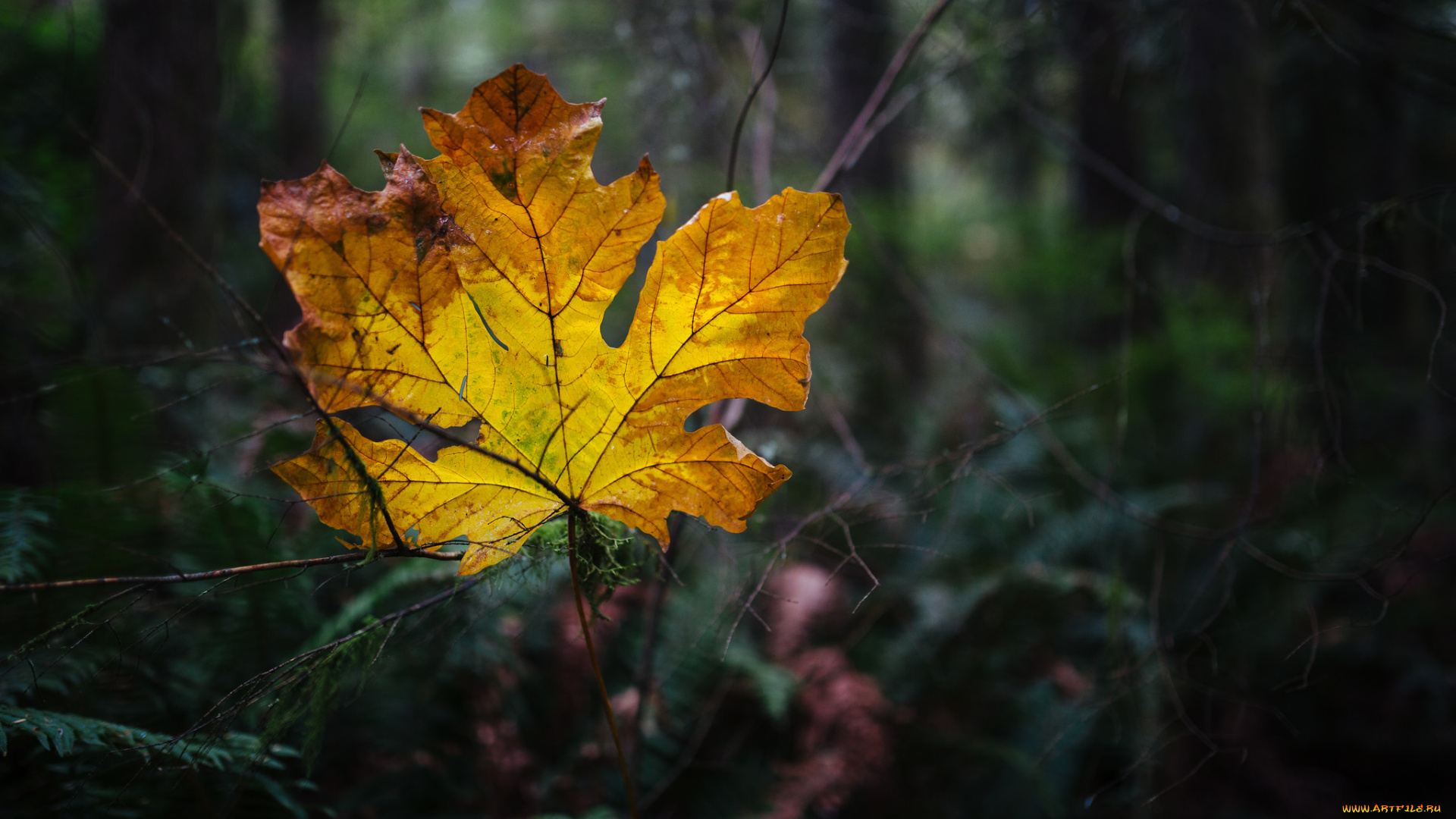 природа, листья, жёлтый, растения, лист