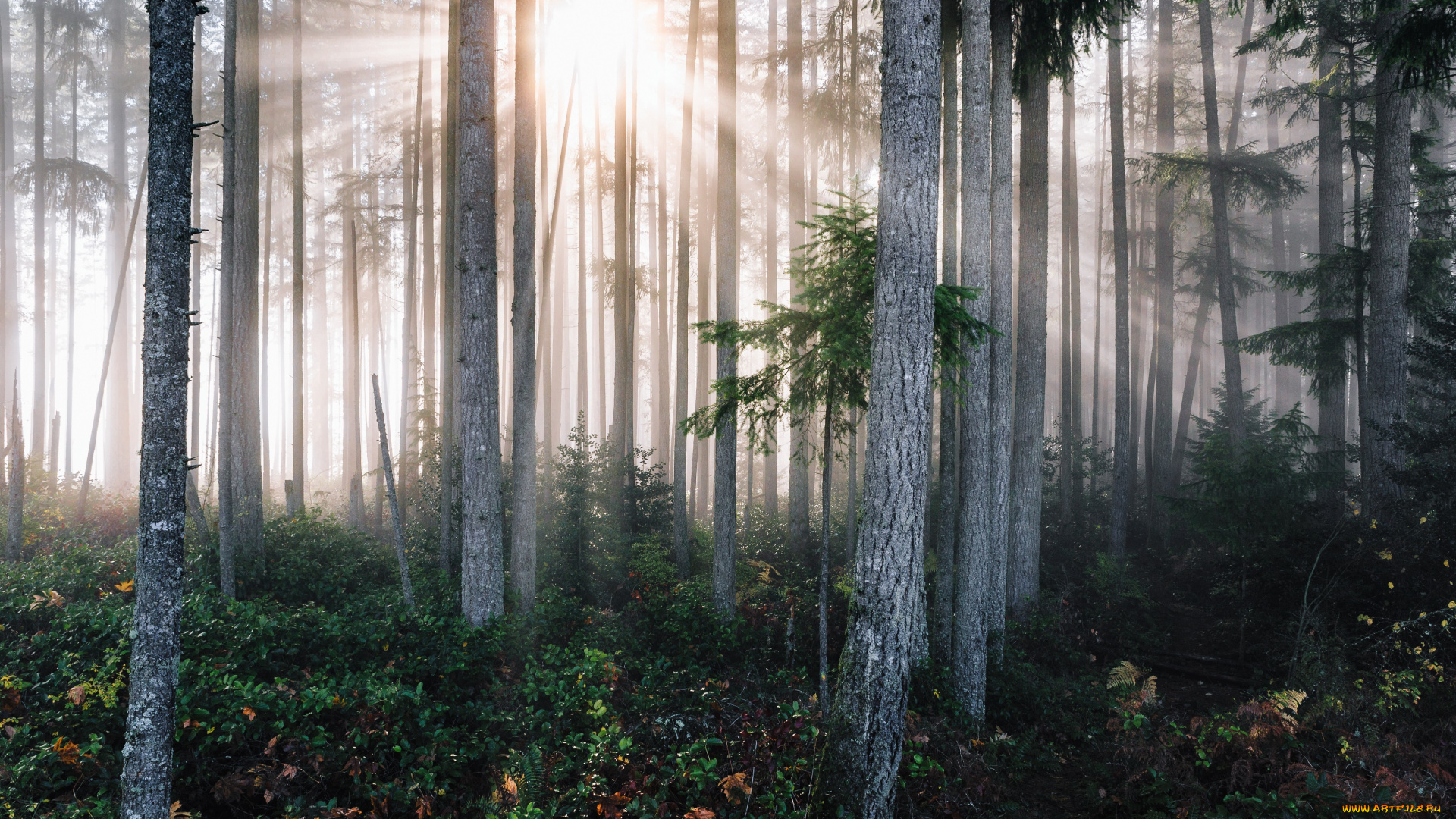 природа, восходы, закаты, утро, туман, лес