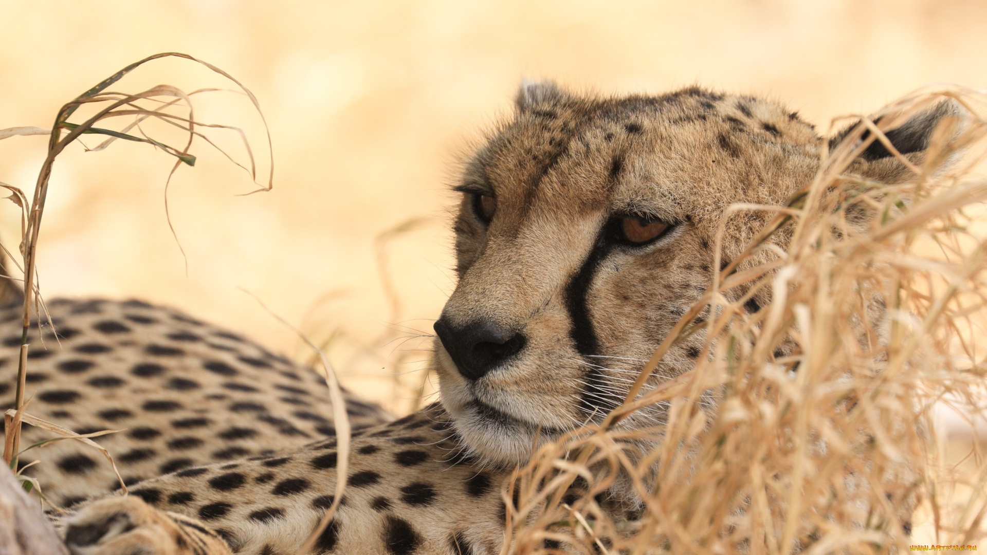 животные, гепарды, хищник, дикая, кошка, гепард