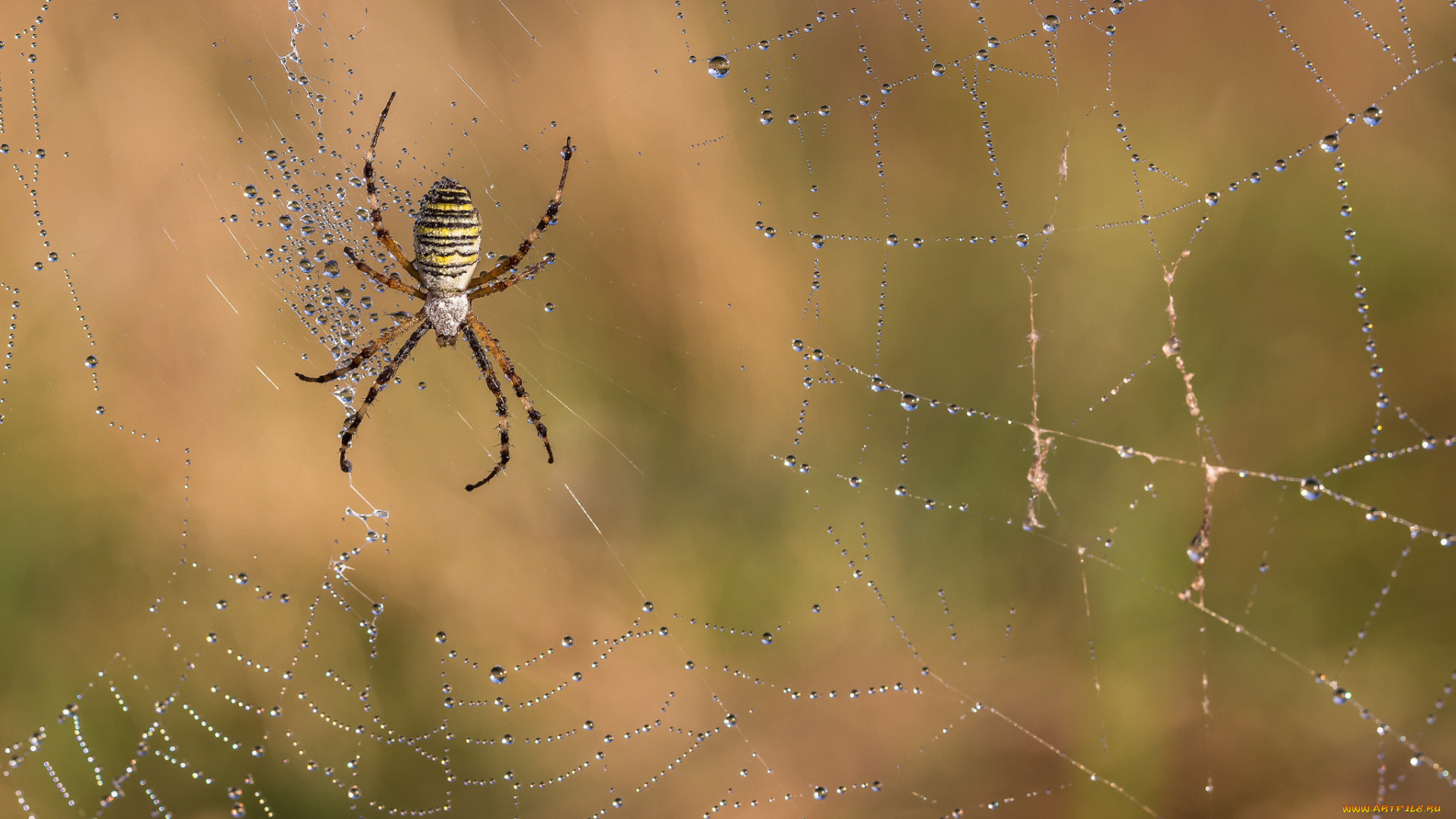 животные, пауки, макро, паук, роса, капли, утро, паутина