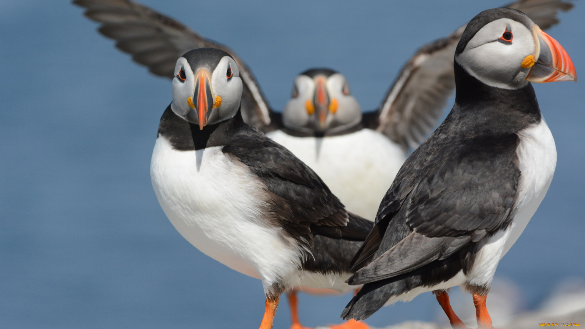 животные, тупики, птицы