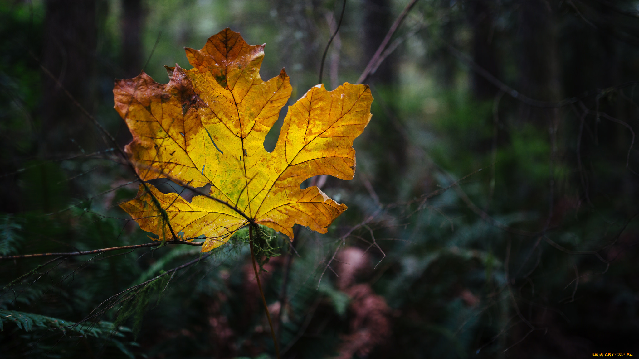 природа, листья, жёлтый, растения, лист