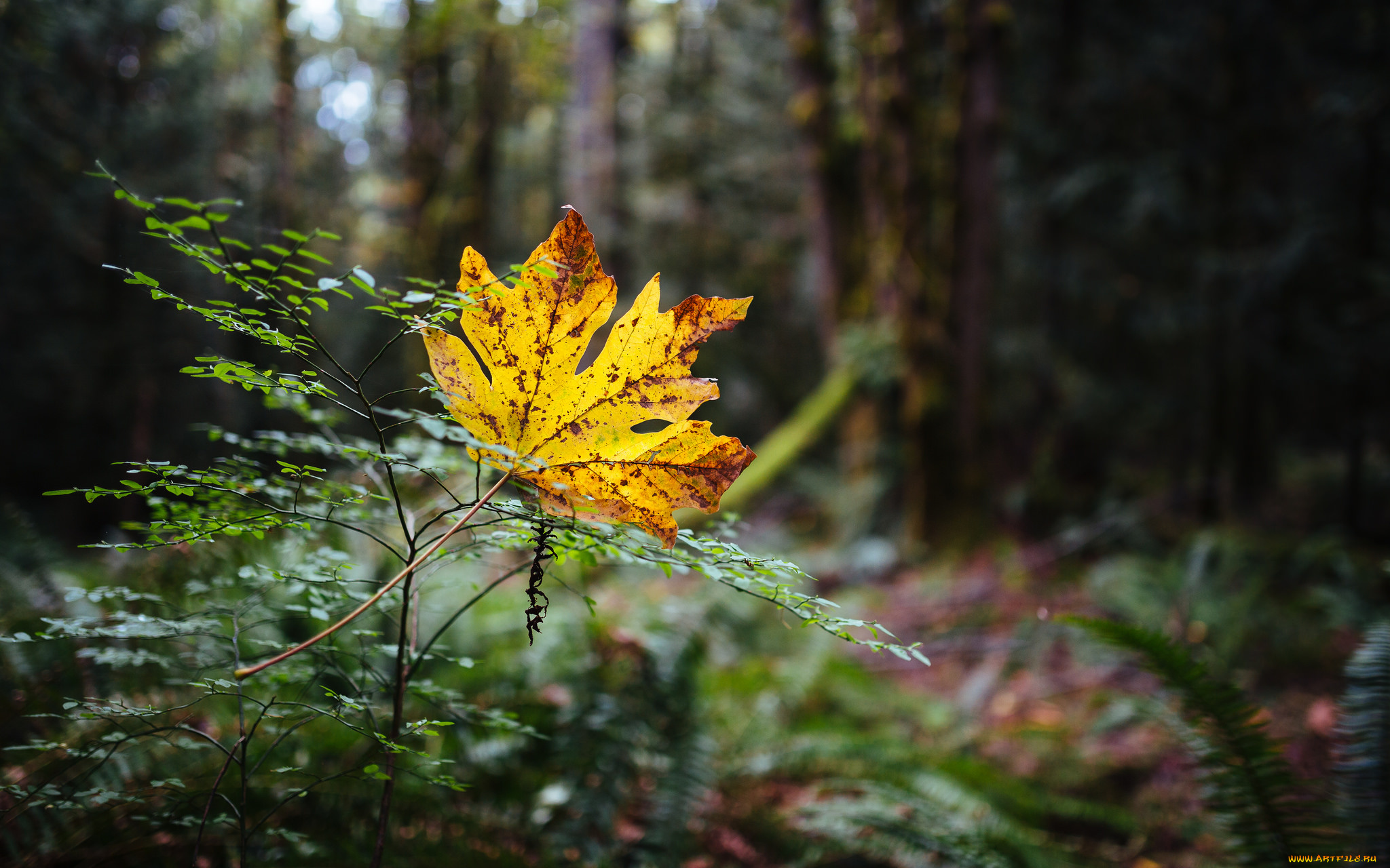 природа, листья, растения, жёлтый, лист