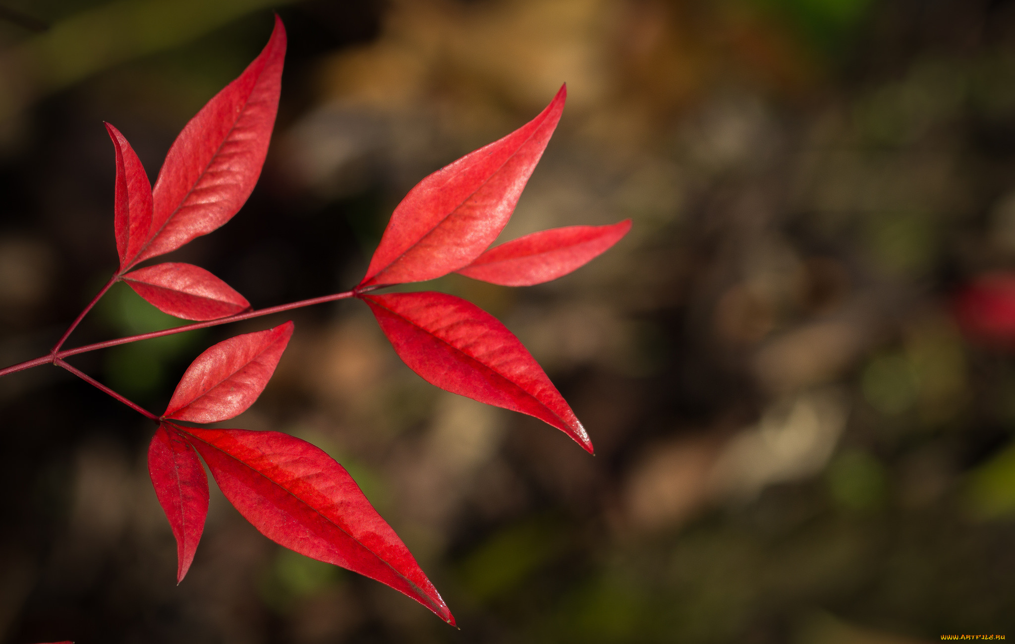природа, листья, красные, фон