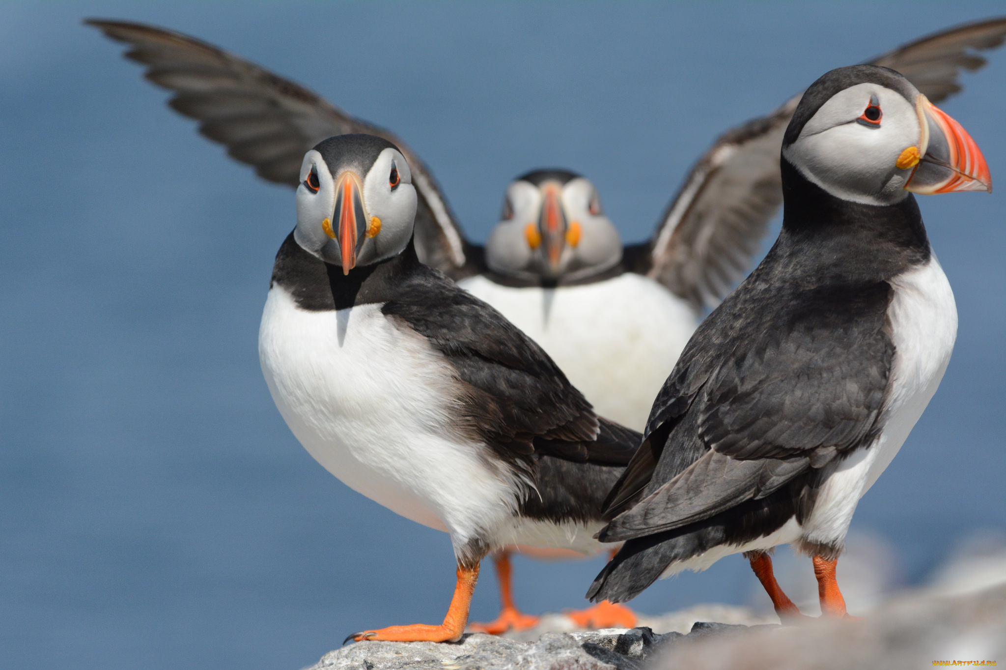 животные, тупики, птицы