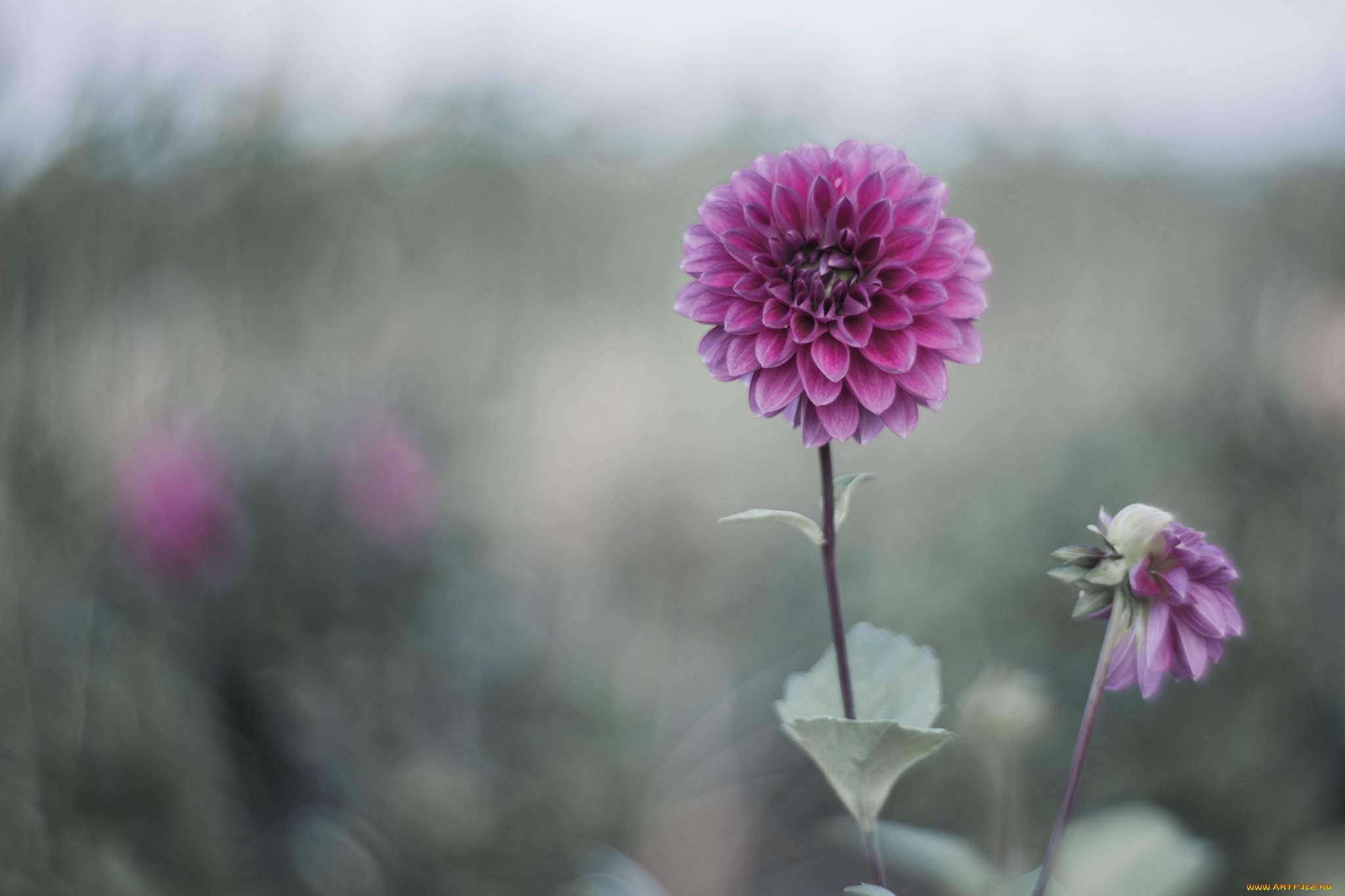 цветы, георгины, фон