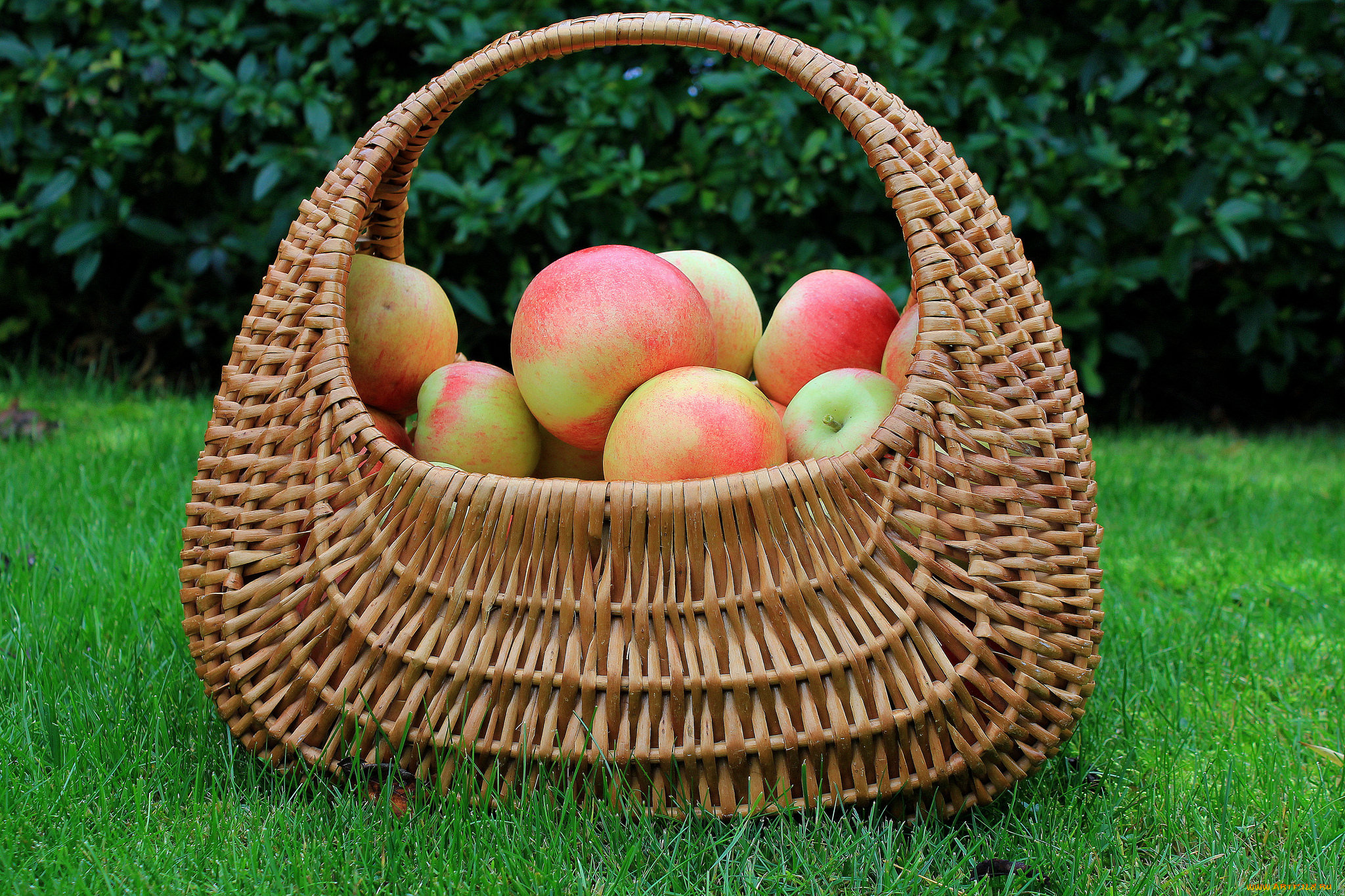 еда, Яблоки, яблочки