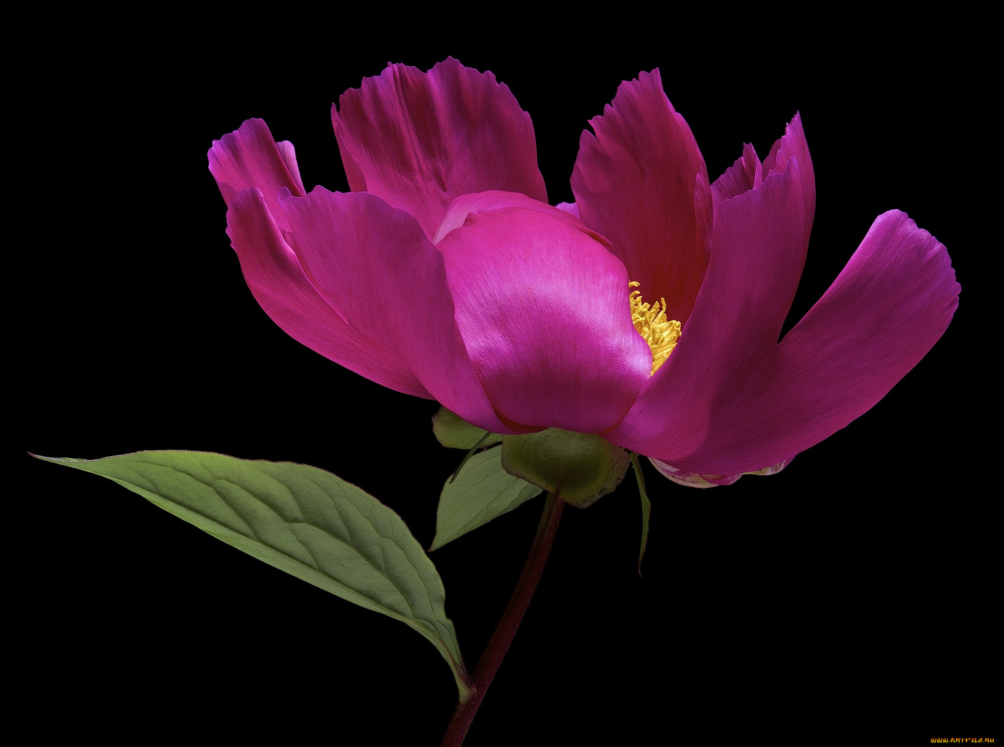 цветы, пионы, черный, пион, цветок, фон