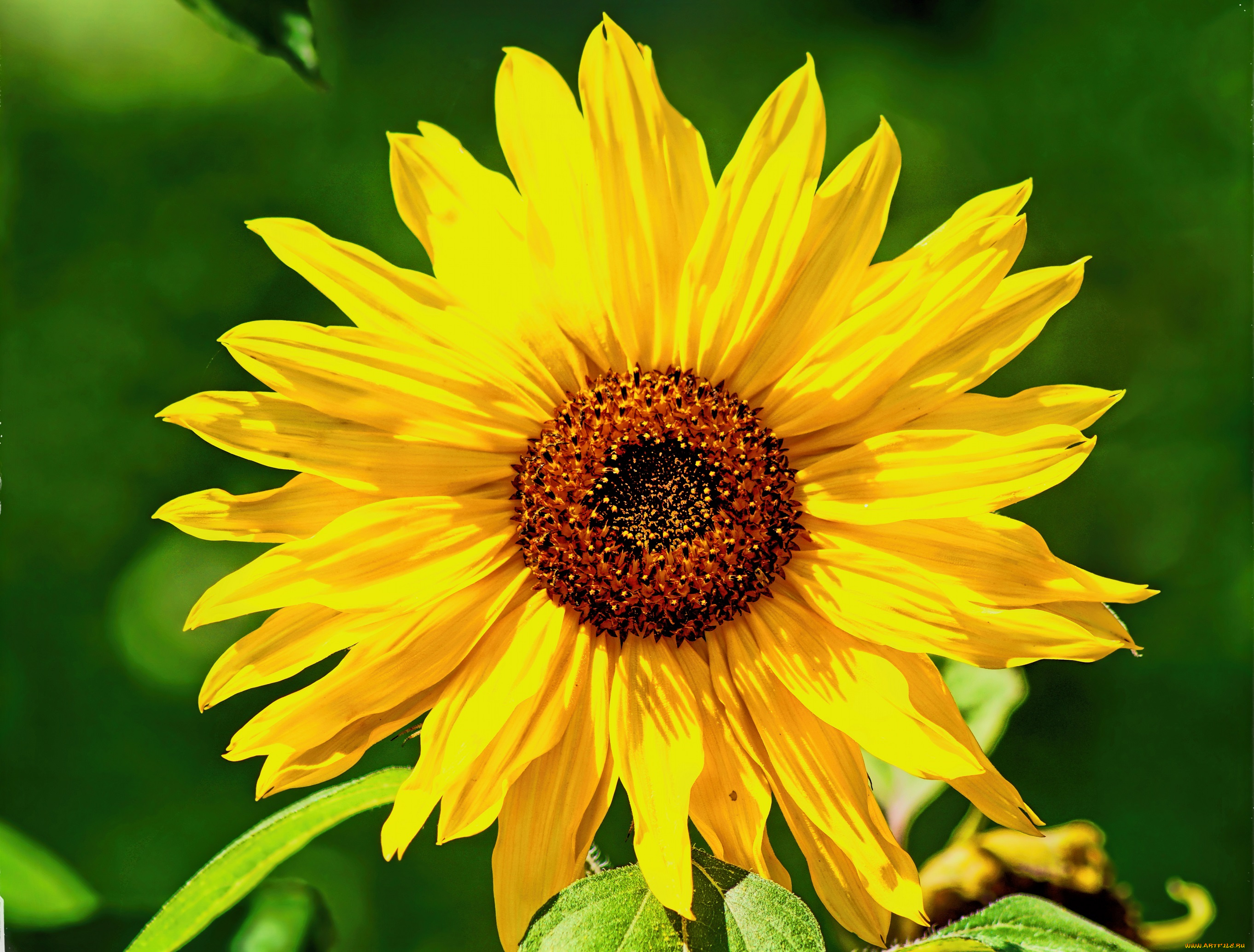 цветы, подсолнухи, подсолнух, фон