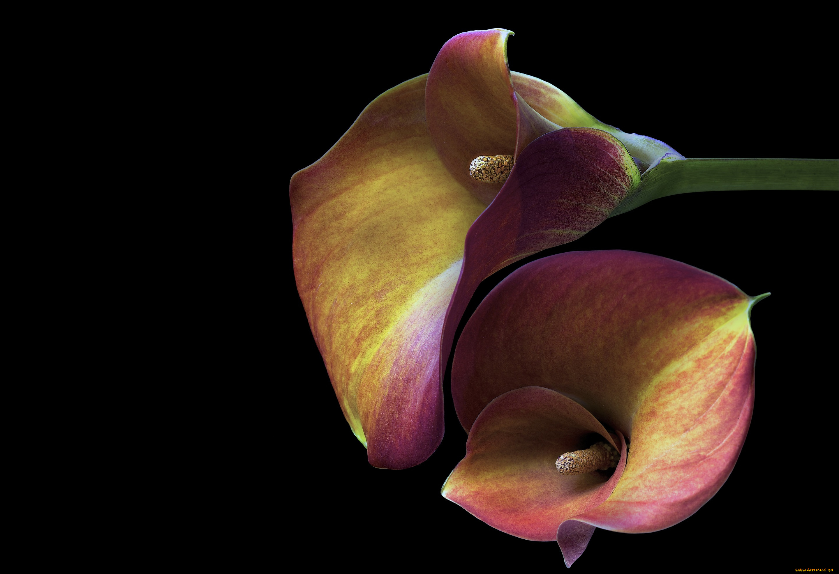 цветы, каллы