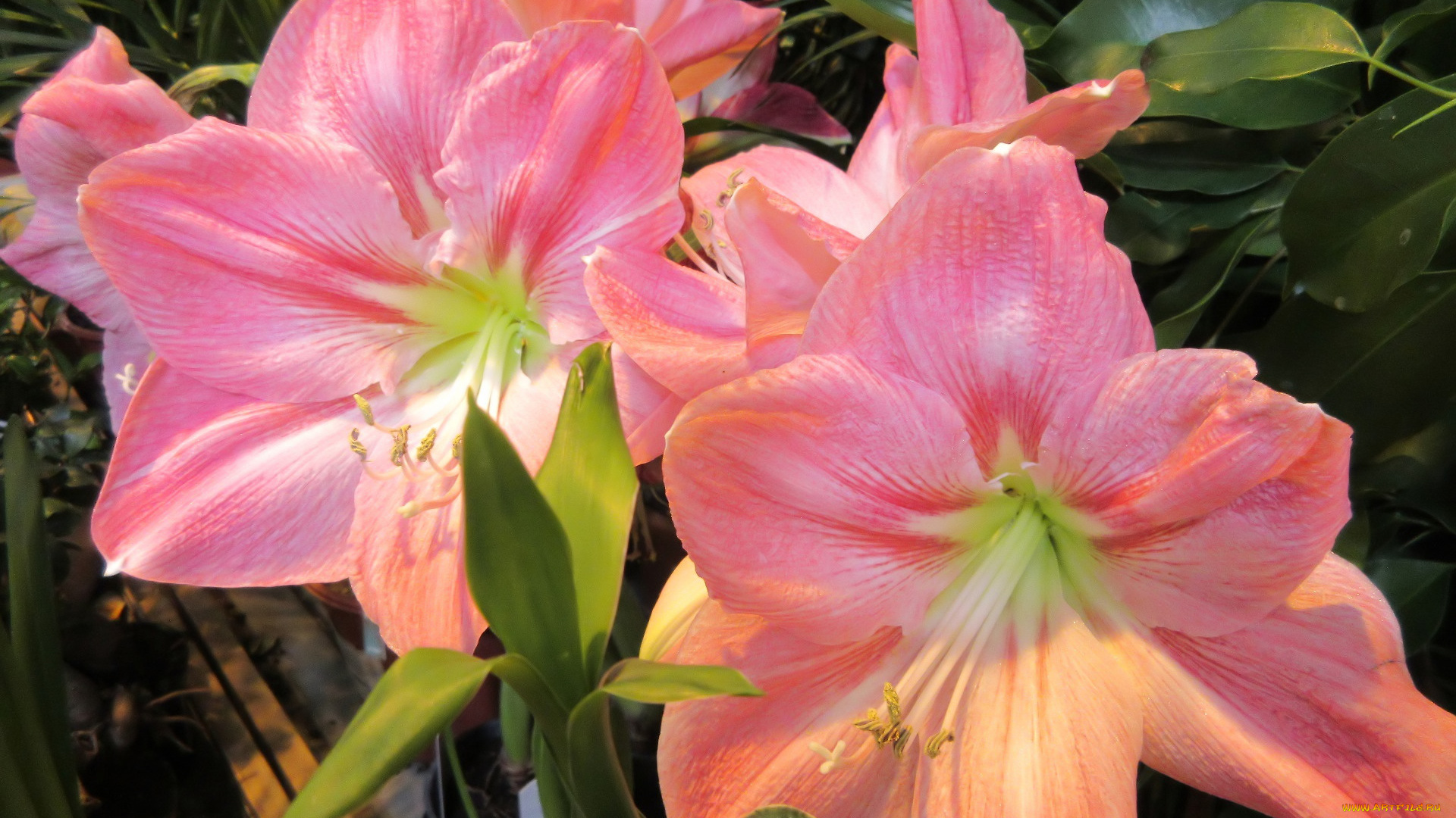 цветы, амариллисы, , гиппеаструмы, аммарилисы