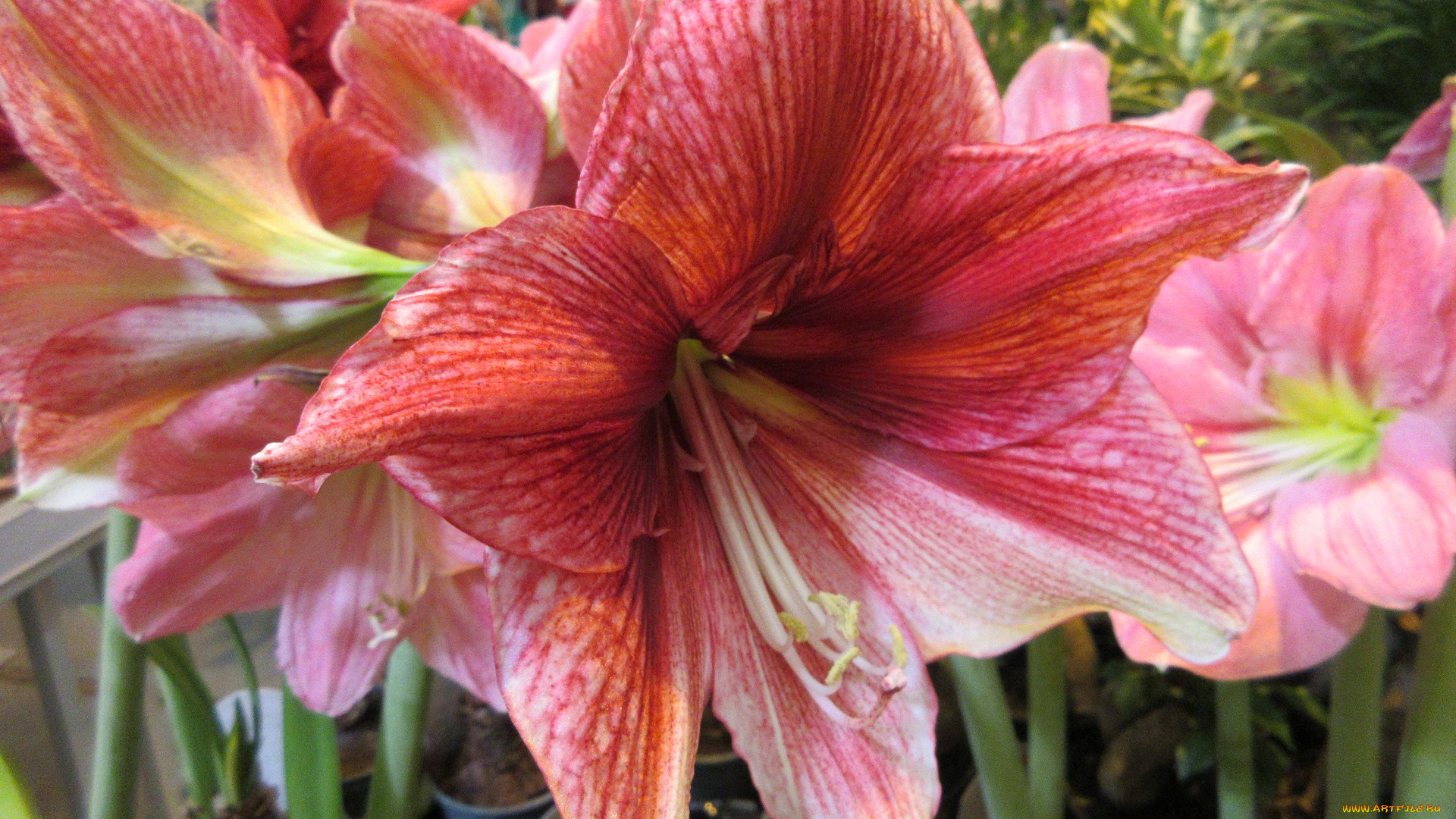 цветы, амариллисы, , гиппеаструмы, розовые