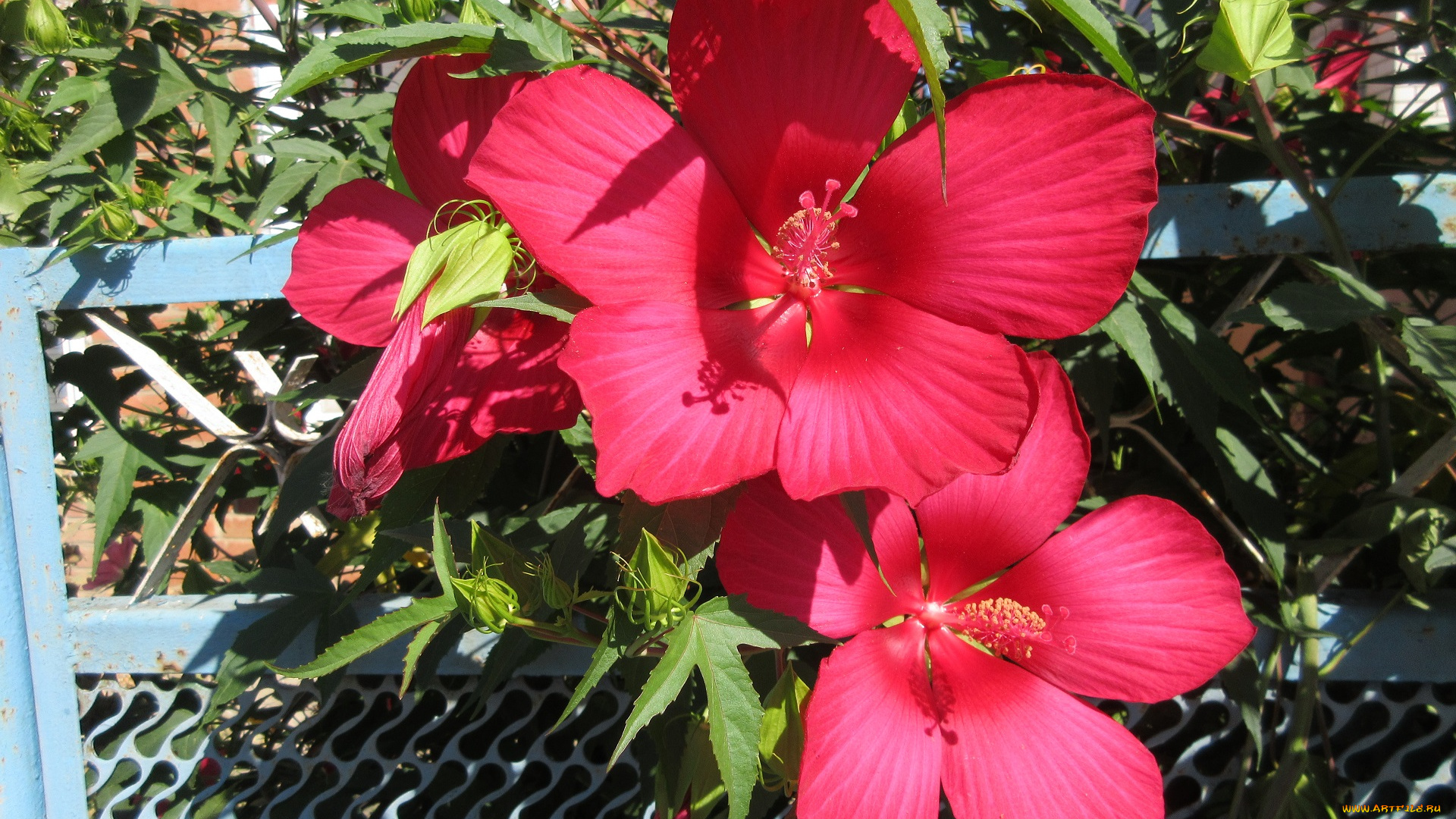 цветы, гибискусы, красные