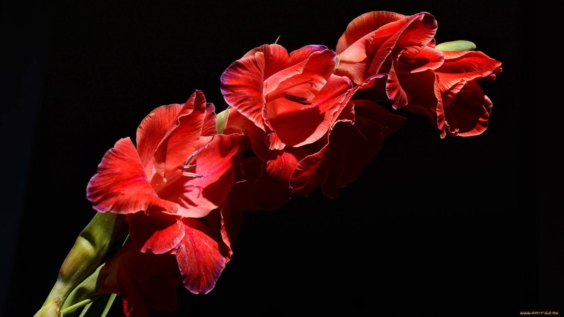 цветы, гладиолусы, алый