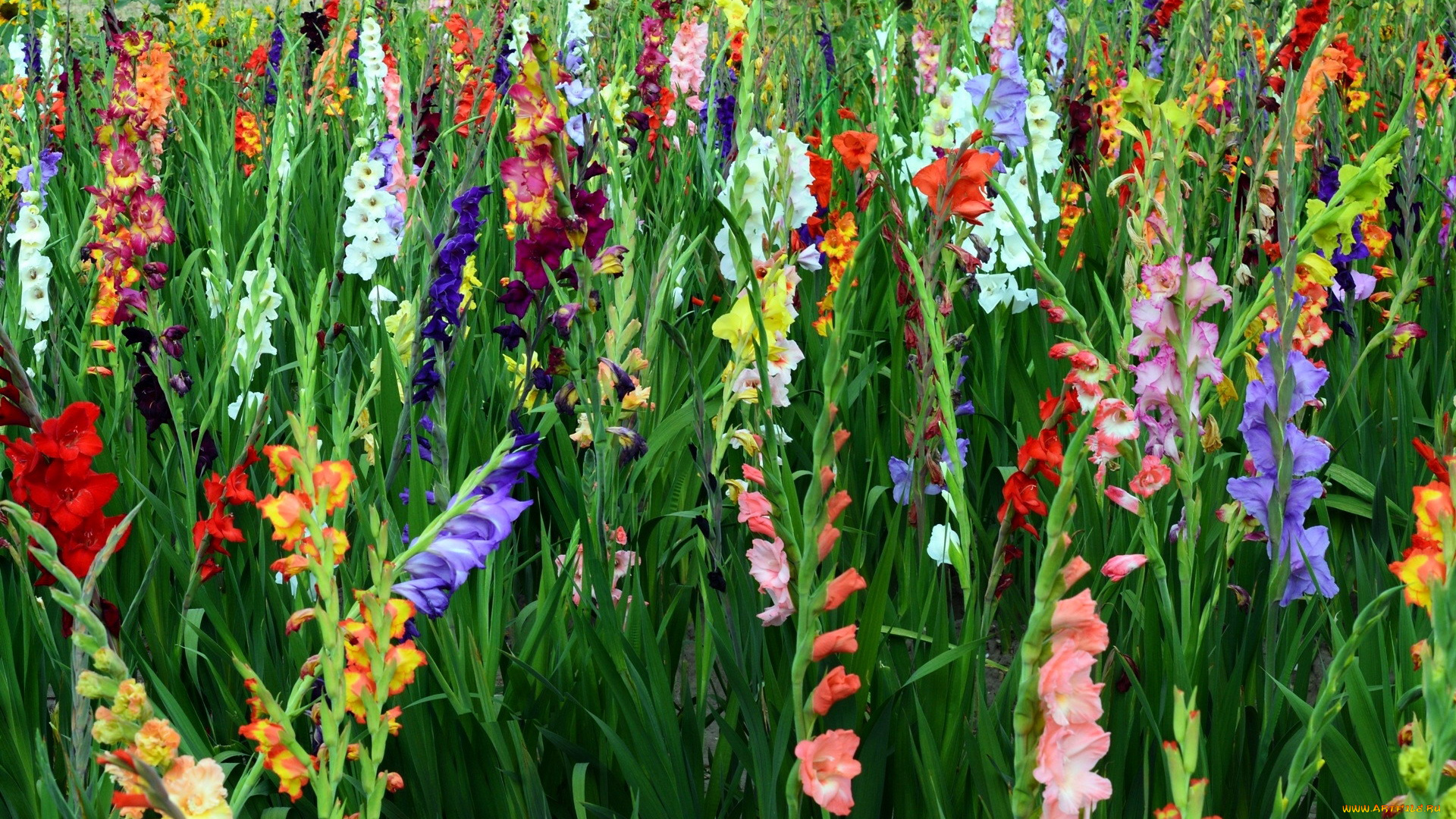 цветы, гладиолусы, много