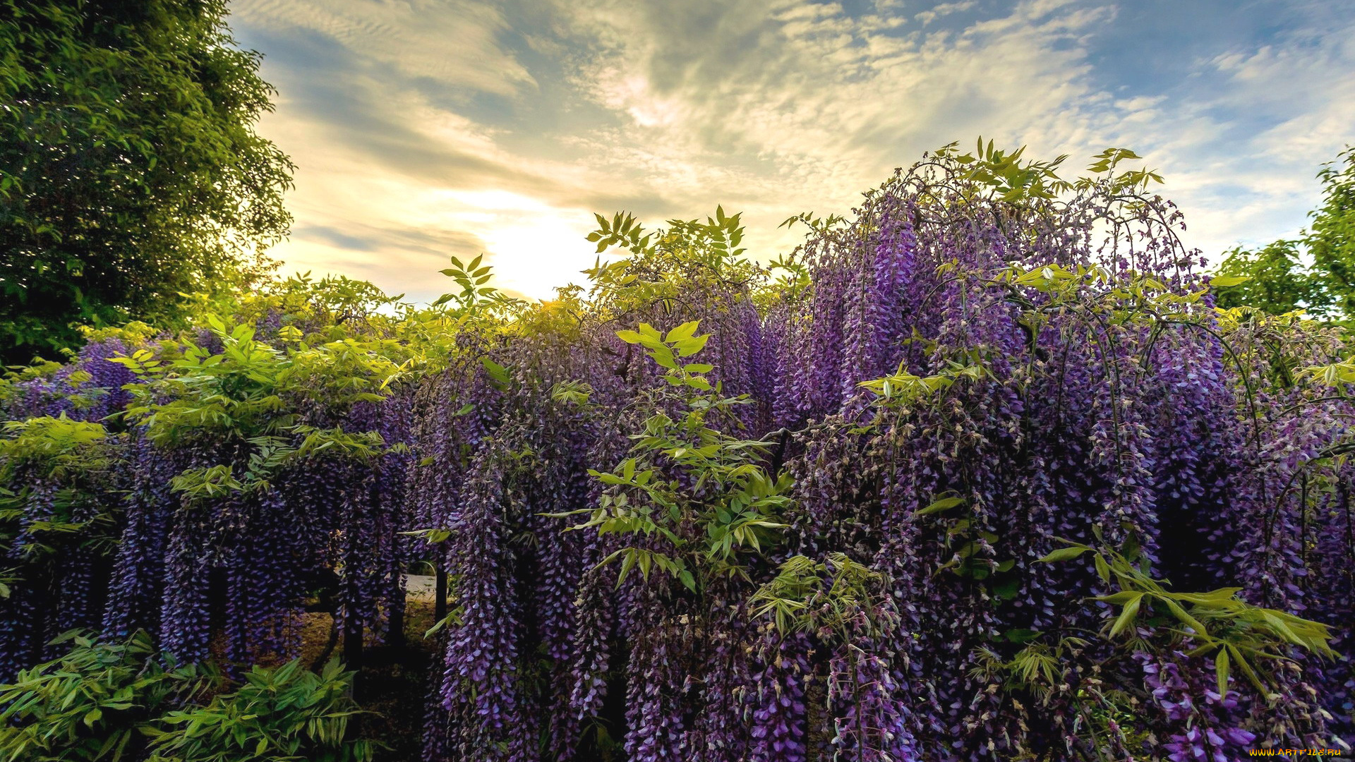 цветы, глициния, вистерия