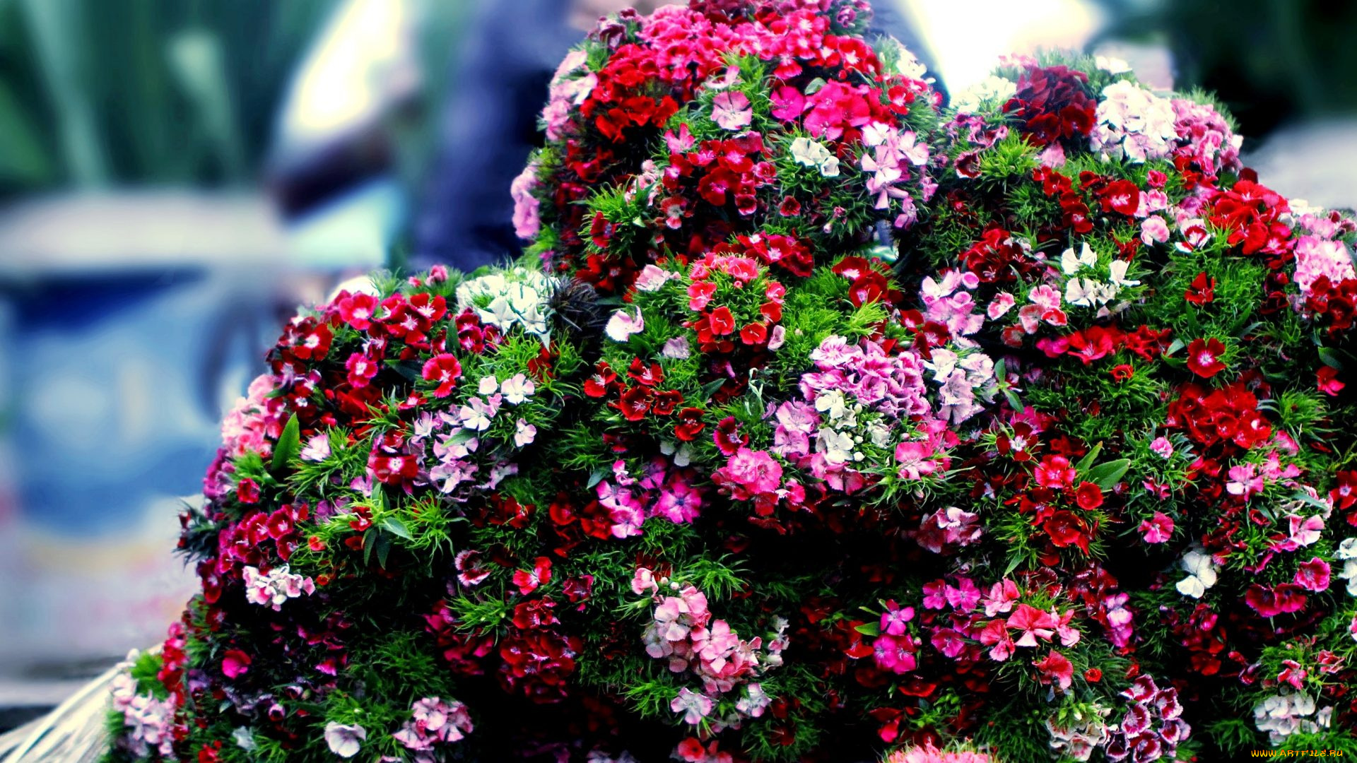 цветы, гвоздики, шабо