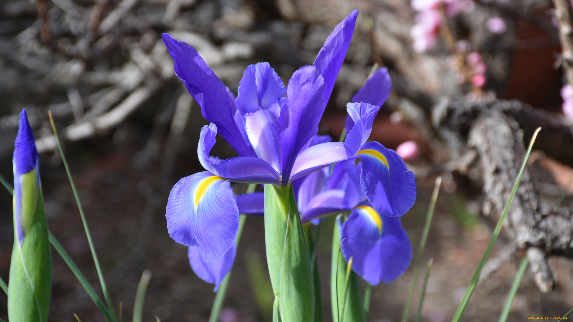 цветы, ирисы