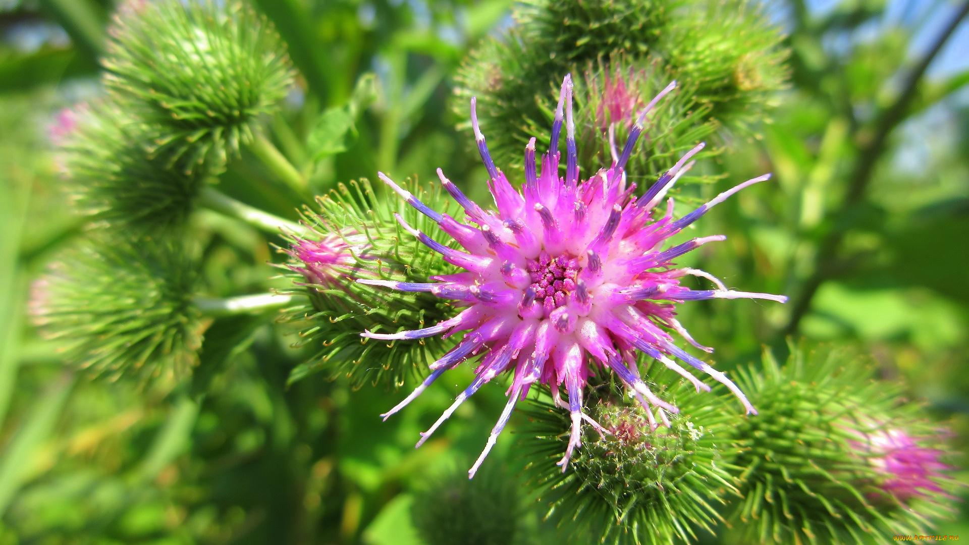 цветы, луговые, , полевые, , цветы, лапух