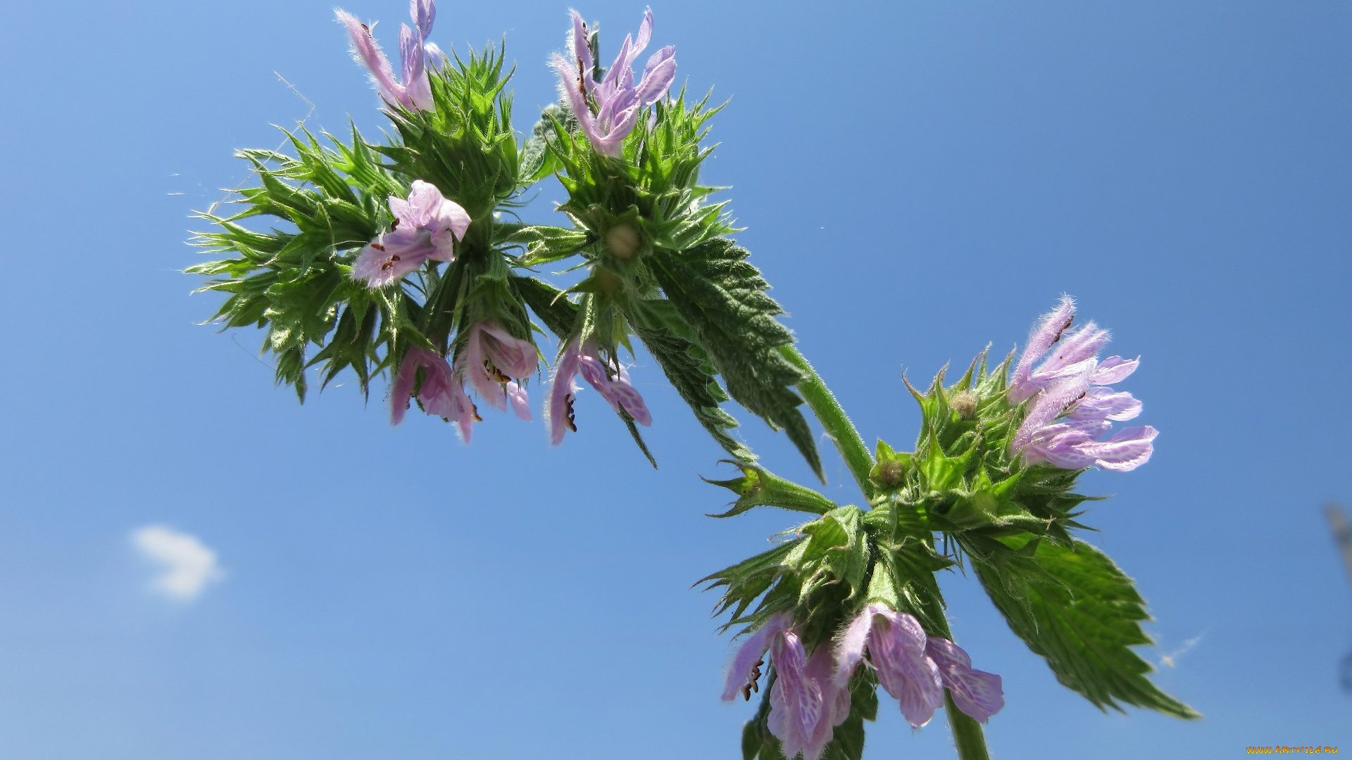 цветы, луговые, , полевые, , цветы, макро