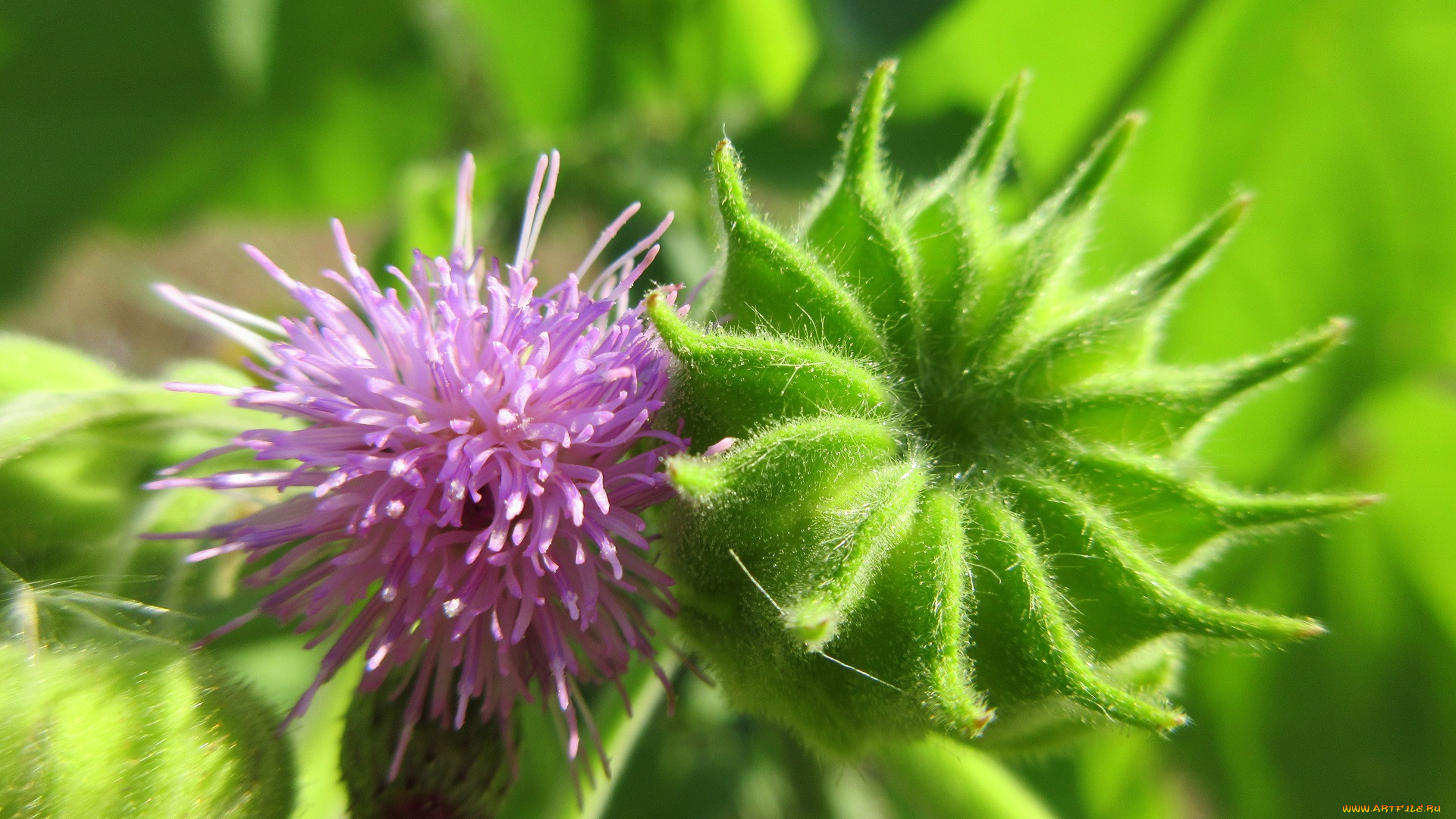 цветы, луговые, , полевые, , цветы, макро