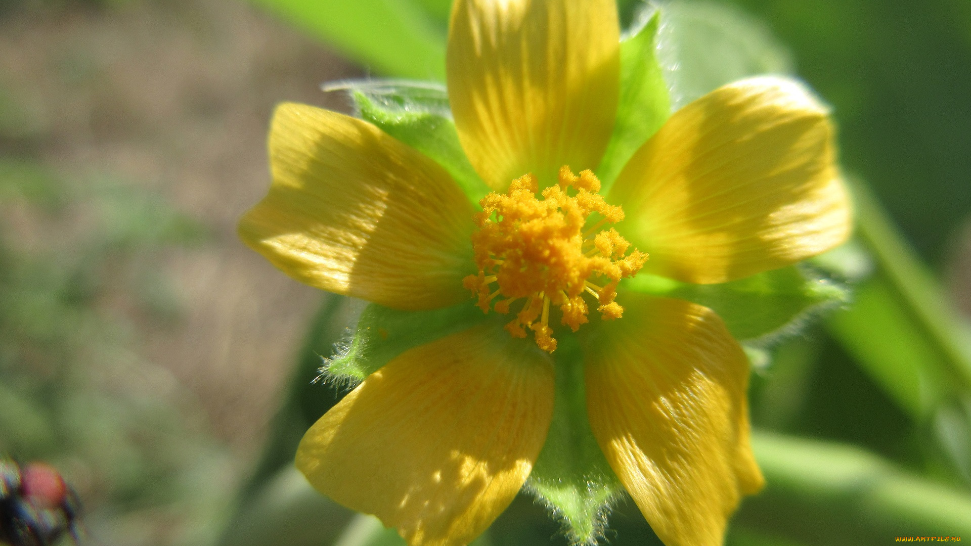 цветы, луговые, , полевые, , цветы, макро