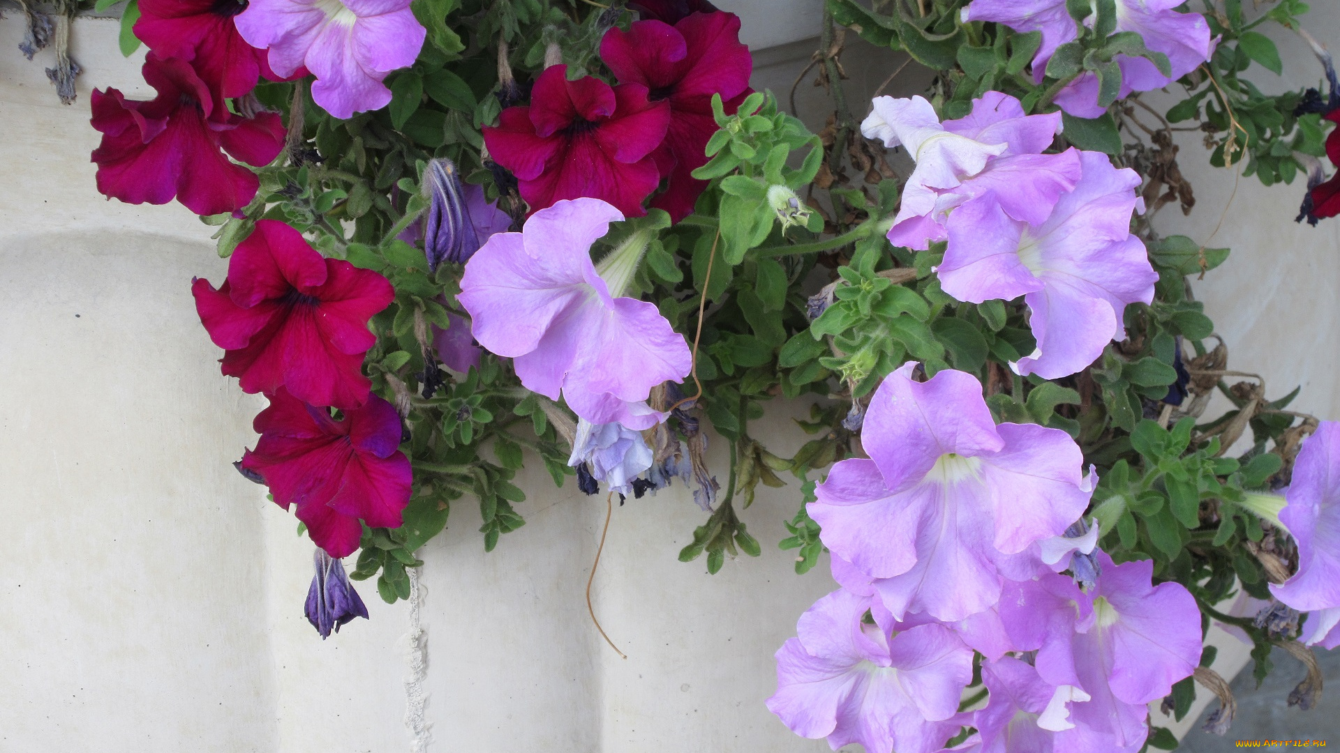 цветы, петунии, , калибрахоа