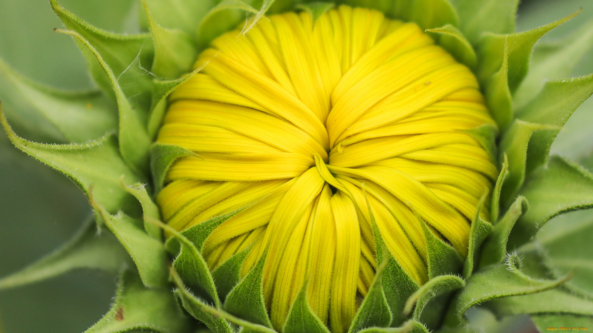 цветы, подсолнухи, бутон